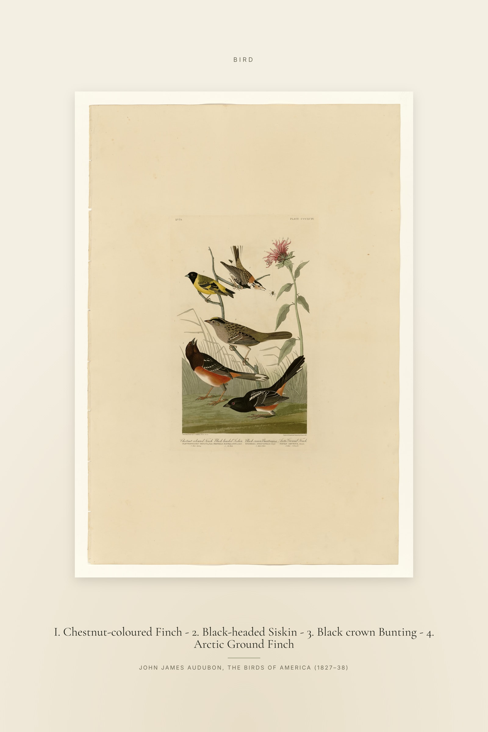 I. Chestnut-coloured Finch - 2. Black-headed Siskin - 3. Black crown Bunting - 4. Arctic Ground Finch — Specimen