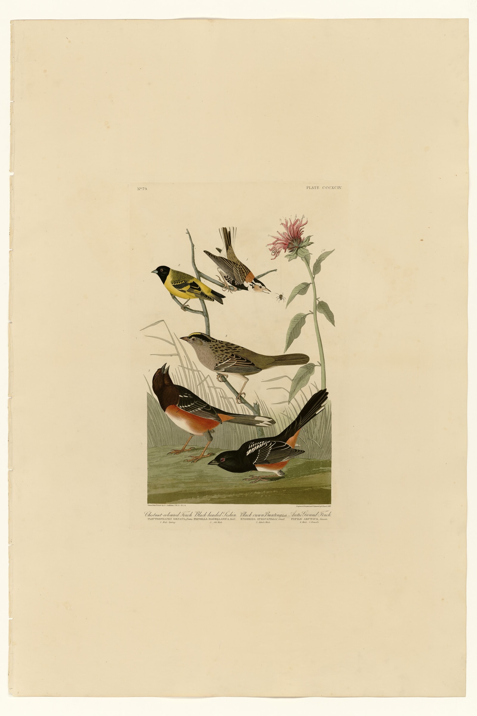 I. Chestnut-coloured Finch - 2. Black-headed Siskin - 3. Black crown Bunting - 4. Arctic Ground Finch