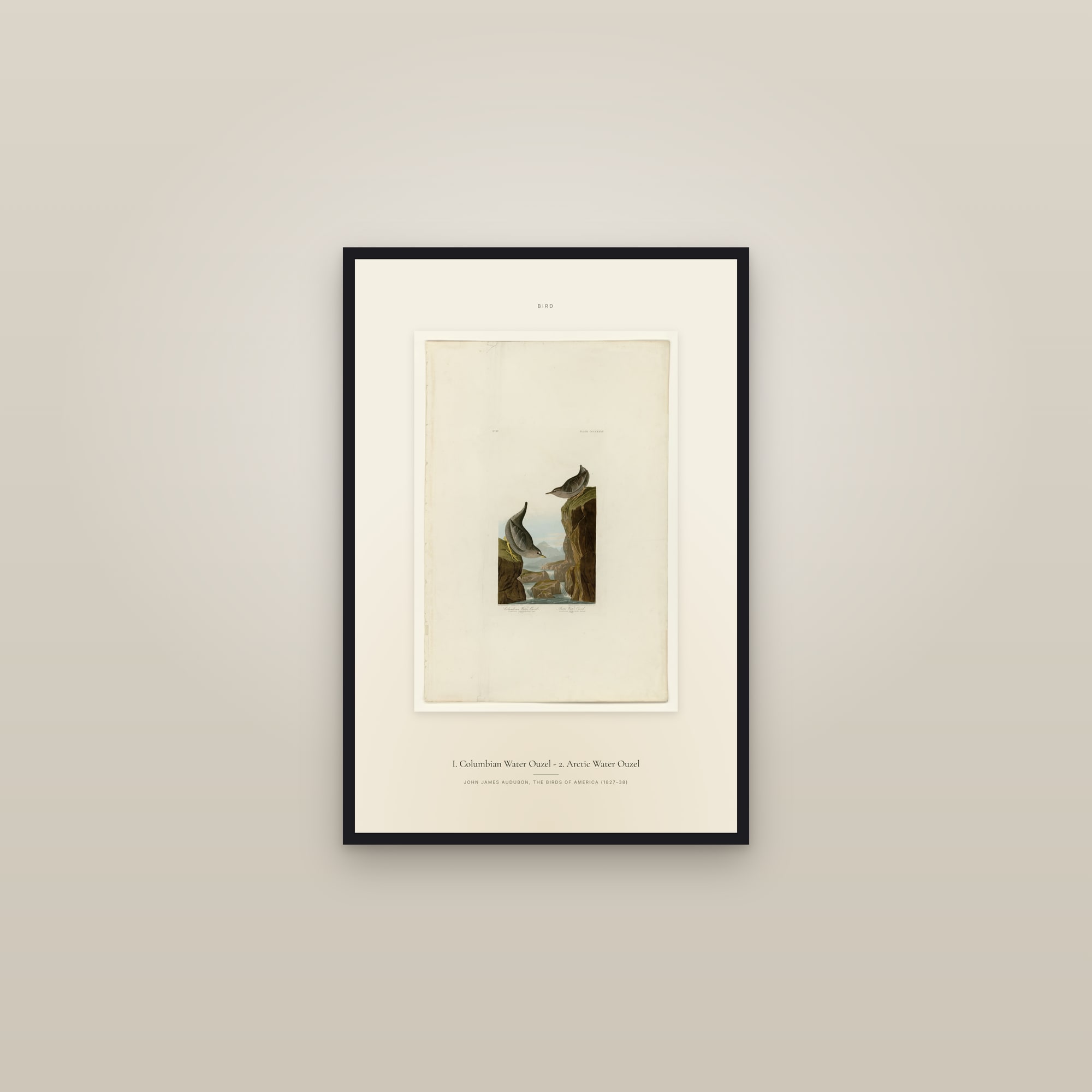 I. Columbian Water Ouzel - 2. Arctic Water Ouzel — Specimen — framed in a gallery setting