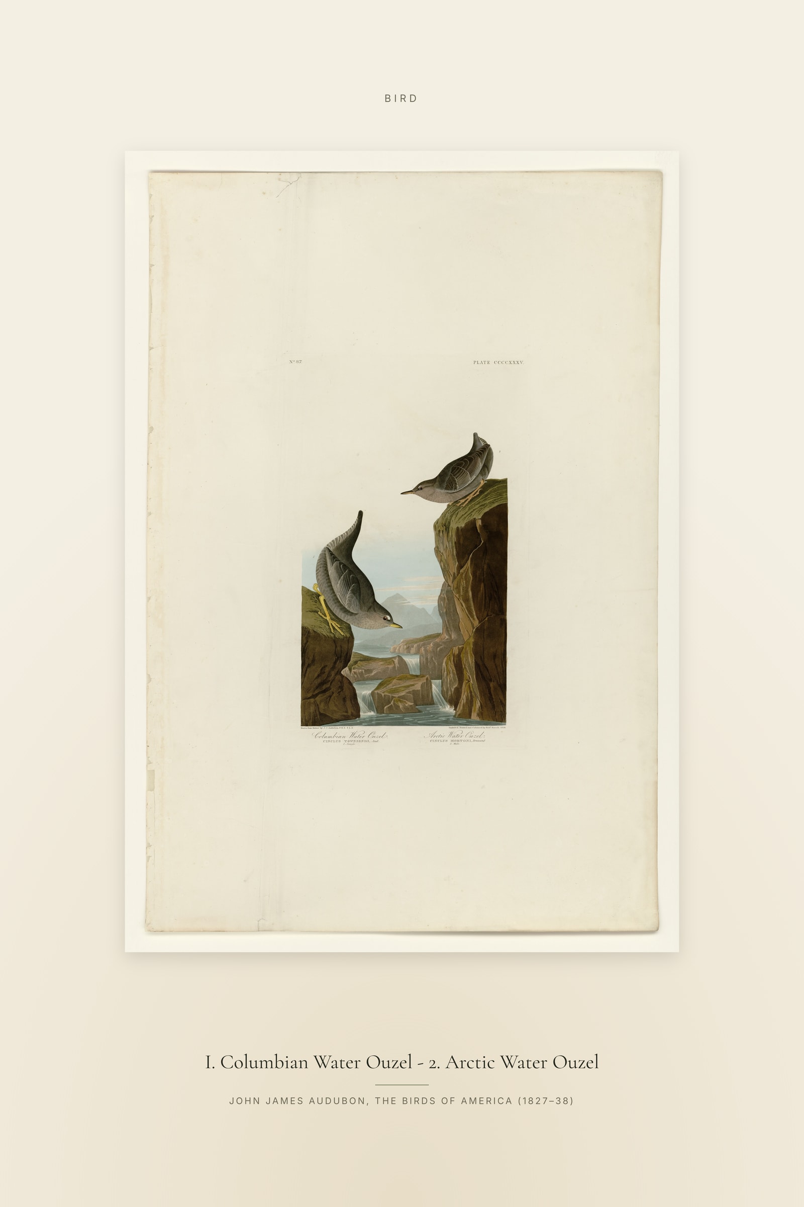 I. Columbian Water Ouzel - 2. Arctic Water Ouzel — Specimen