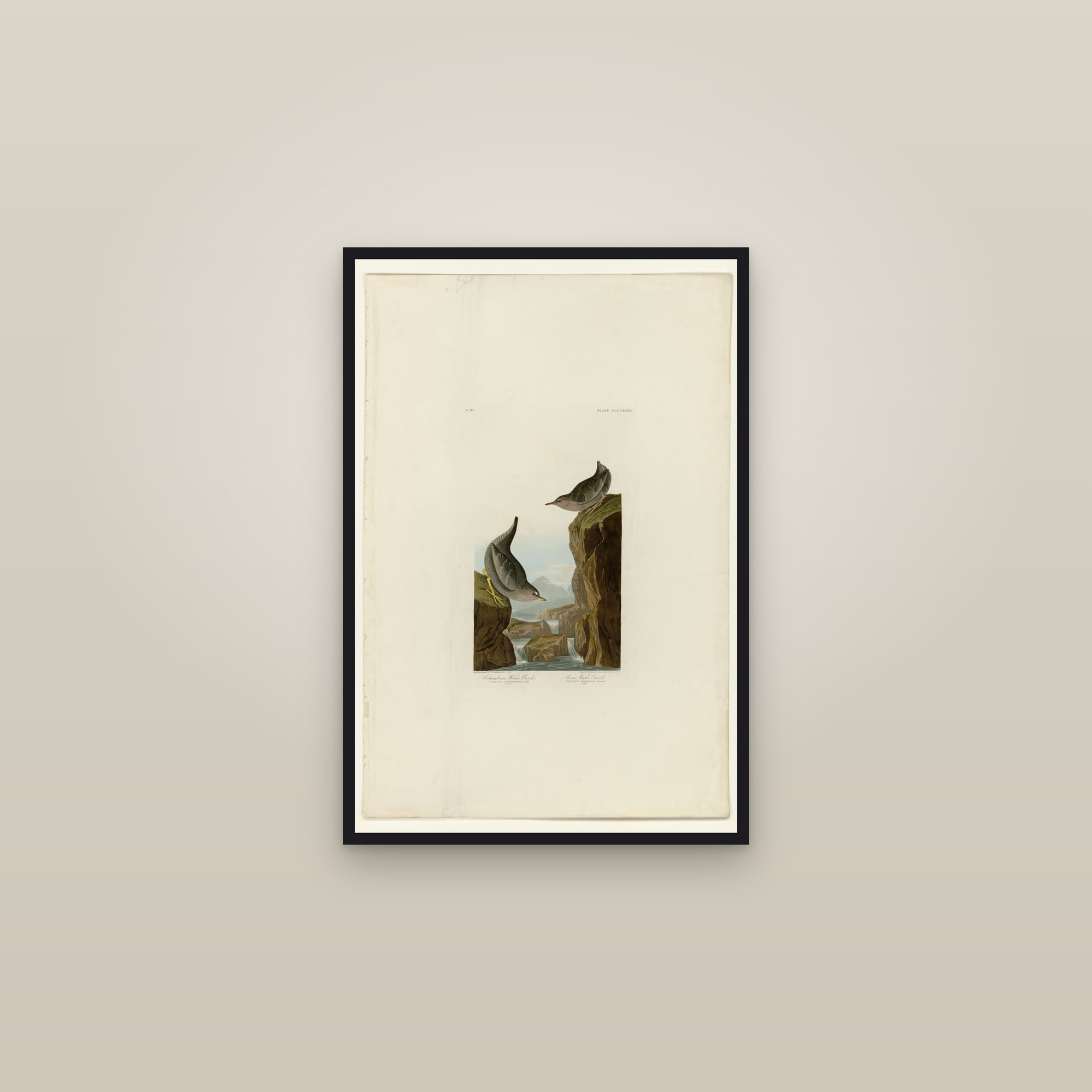 I. Columbian Water Ouzel - 2. Arctic Water Ouzel — framed in a gallery setting