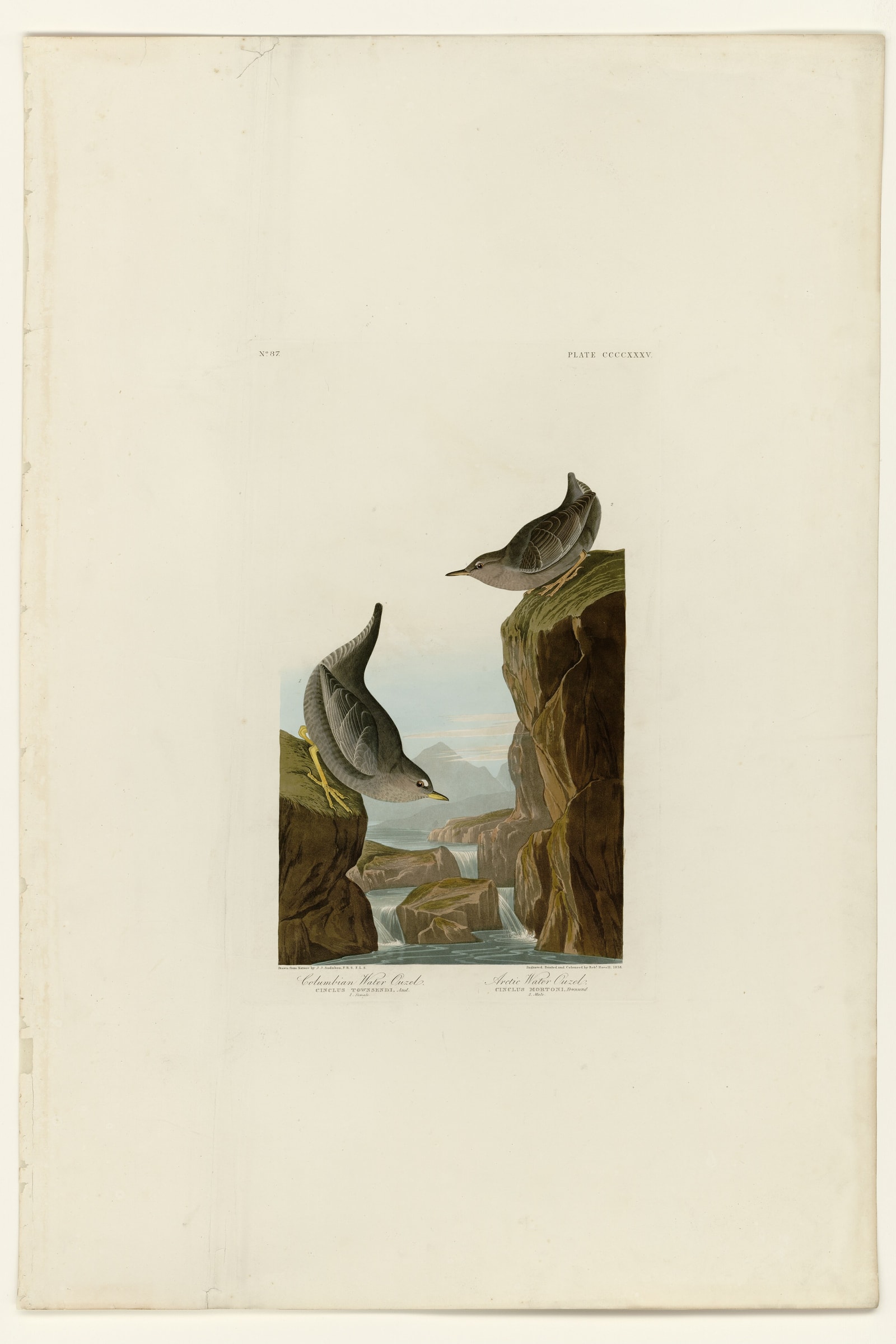 I. Columbian Water Ouzel - 2. Arctic Water Ouzel