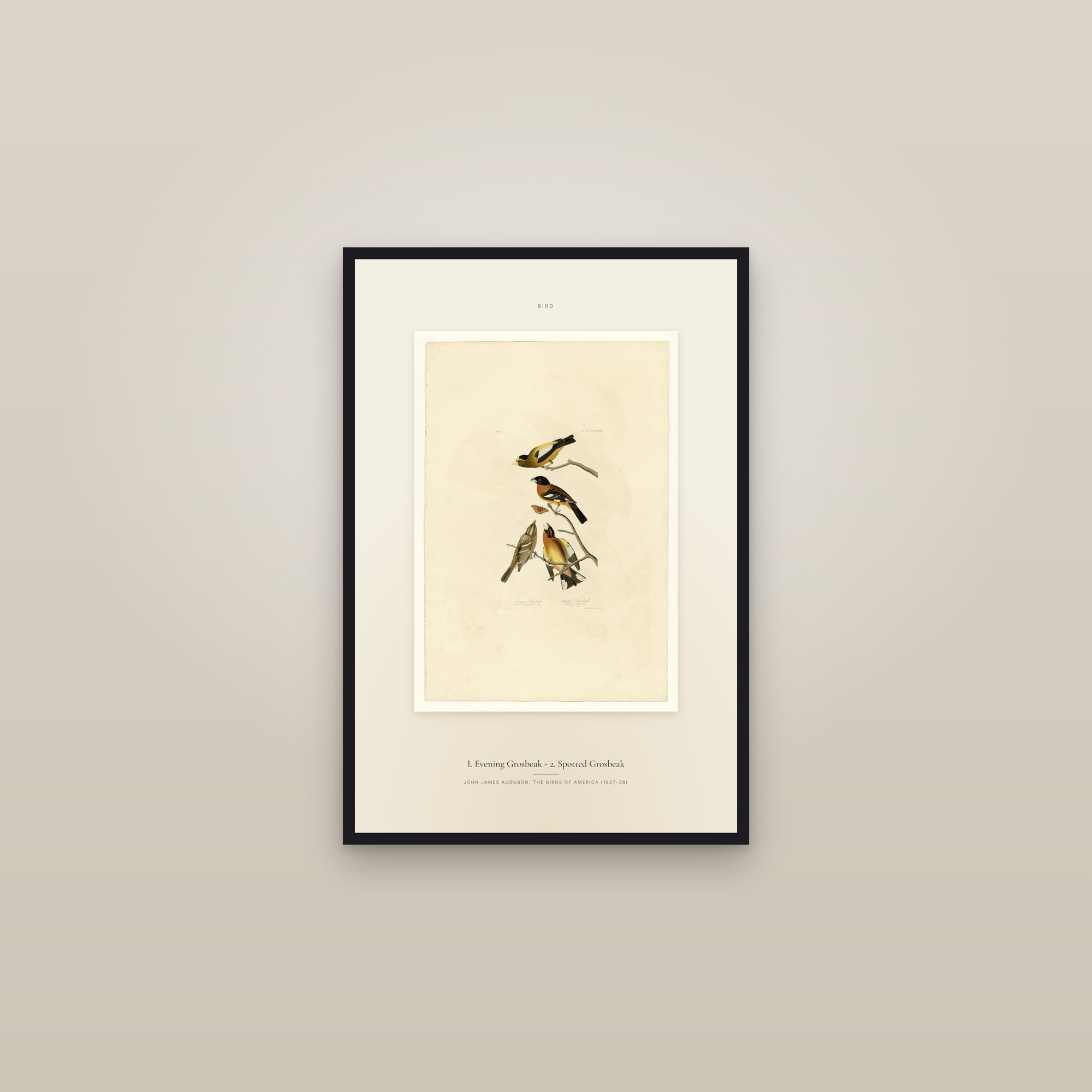 I. Evening Grosbeak - 2. Spotted Grosbeak — Specimen — framed in a gallery setting
