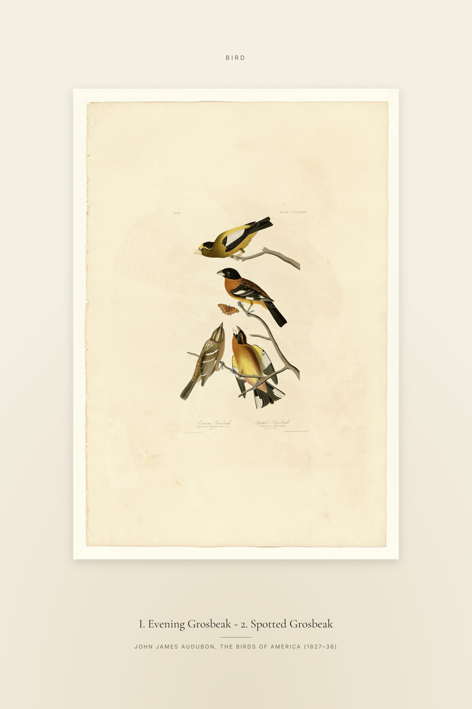 I. Evening Grosbeak - 2. Spotted Grosbeak — Specimen
