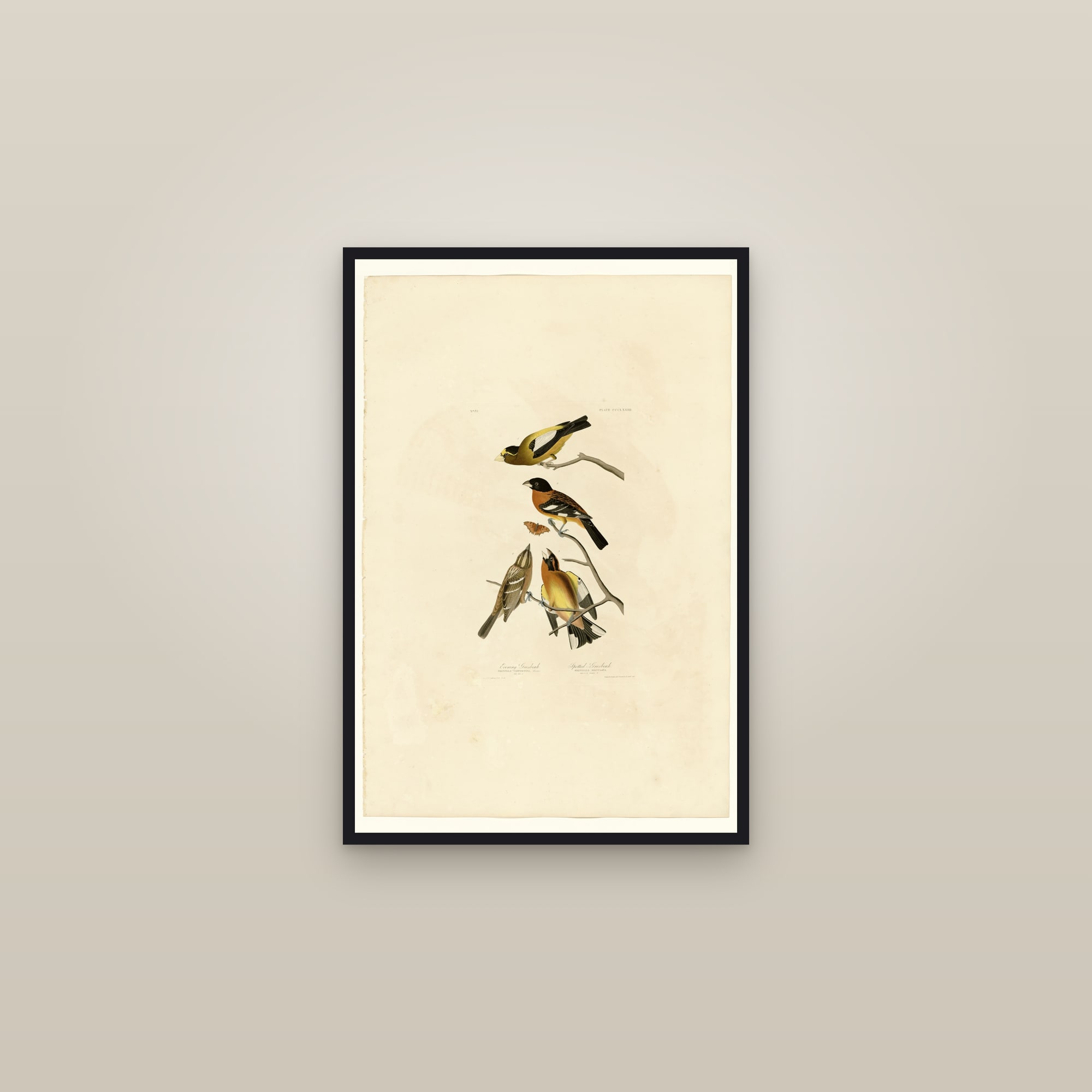 I. Evening Grosbeak - 2. Spotted Grosbeak — framed in a gallery setting