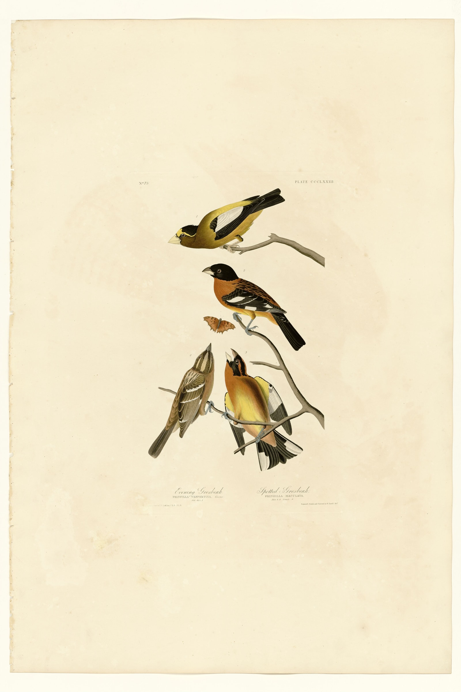 I. Evening Grosbeak - 2. Spotted Grosbeak