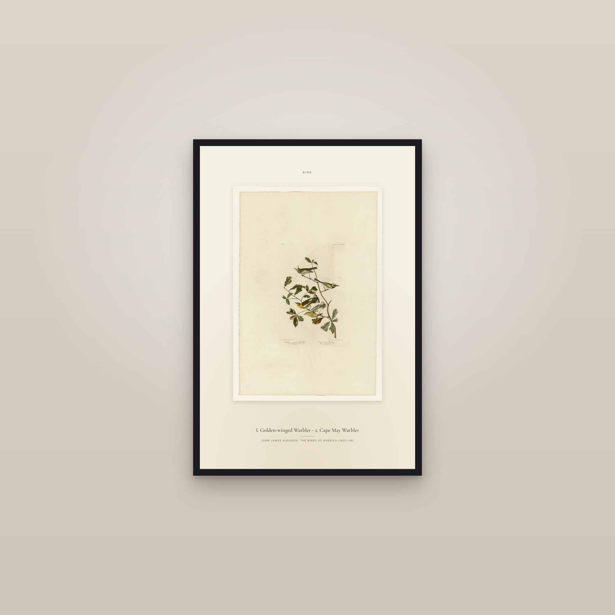 I. Golden-winged Warbler - 2. Cape May Warbler — Specimen — framed in a gallery setting