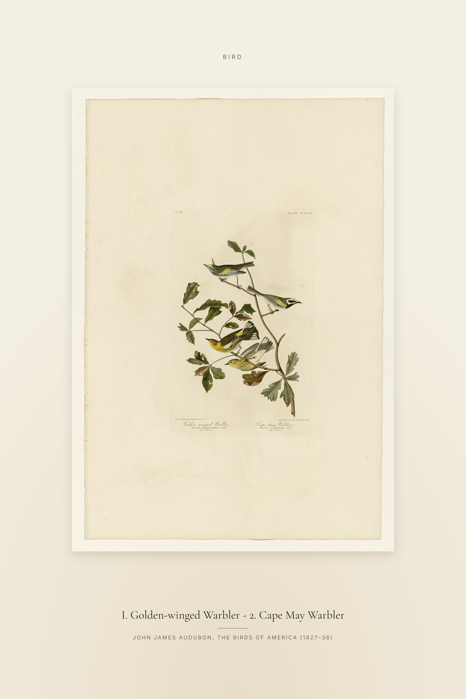 I. Golden-winged Warbler - 2. Cape May Warbler — Specimen
