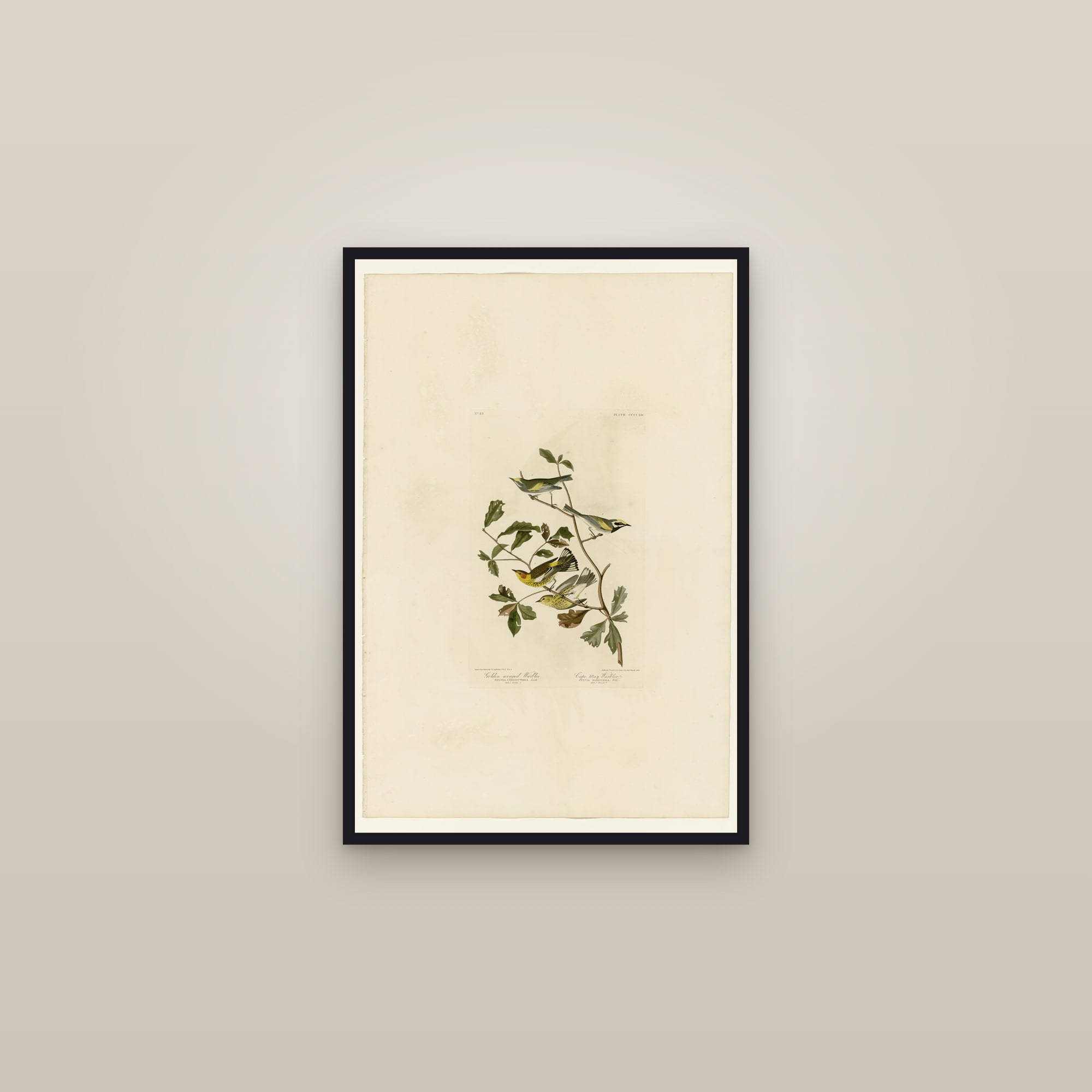 I. Golden-winged Warbler - 2. Cape May Warbler — framed in a gallery setting