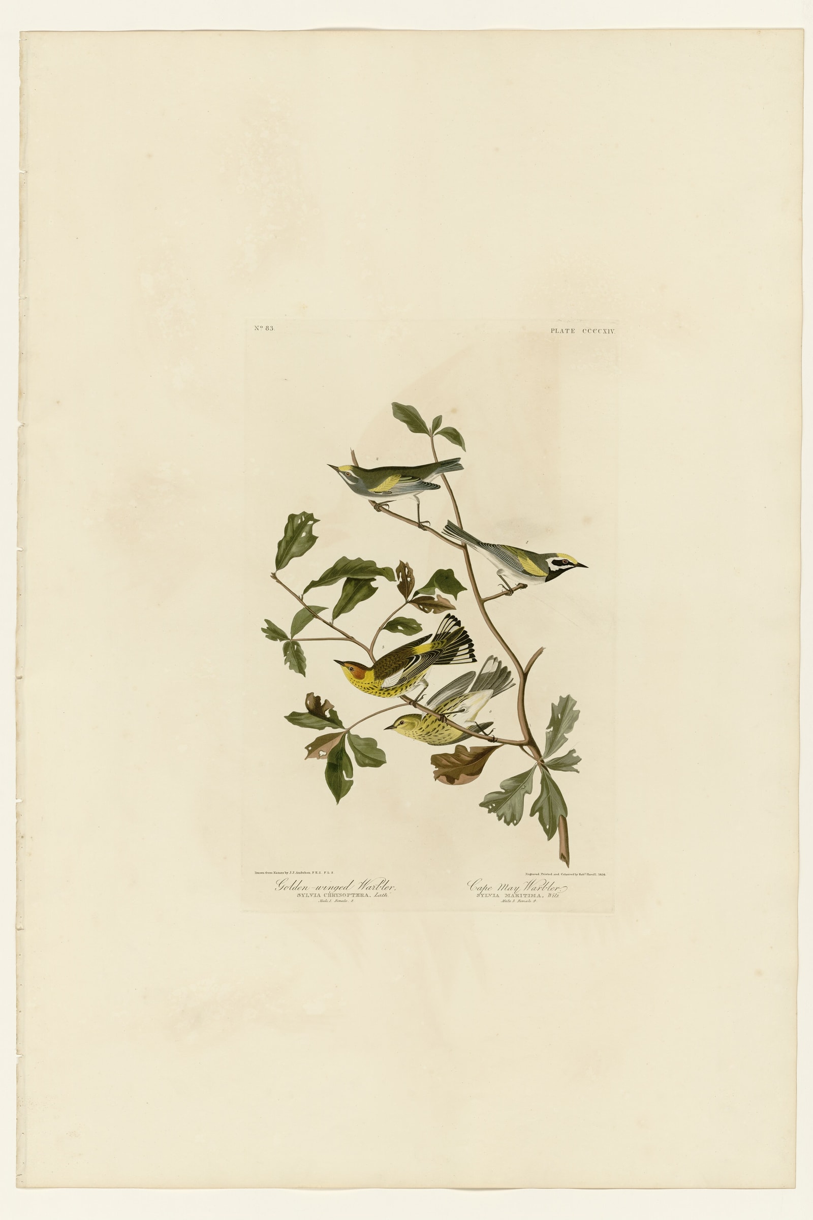 I. Golden-winged Warbler - 2. Cape May Warbler