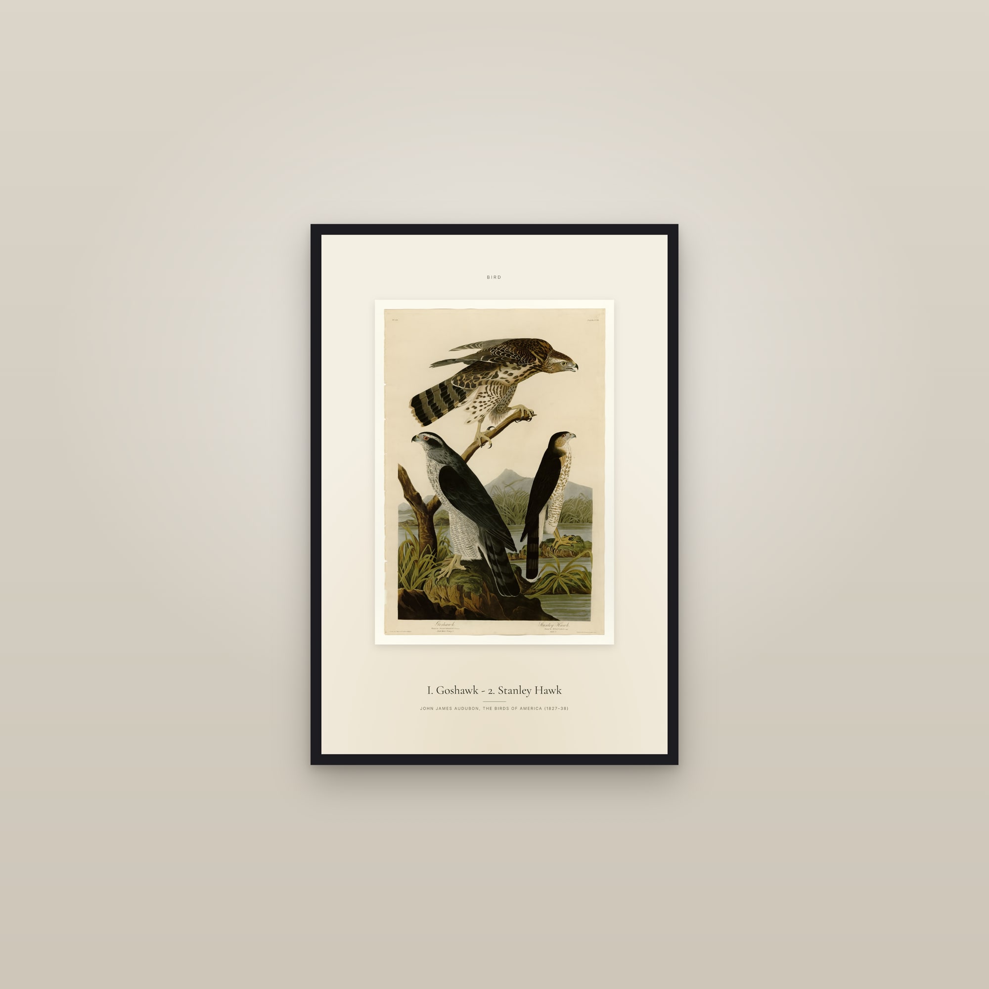I. Goshawk - 2. Stanley Hawk — Specimen — framed in a gallery setting