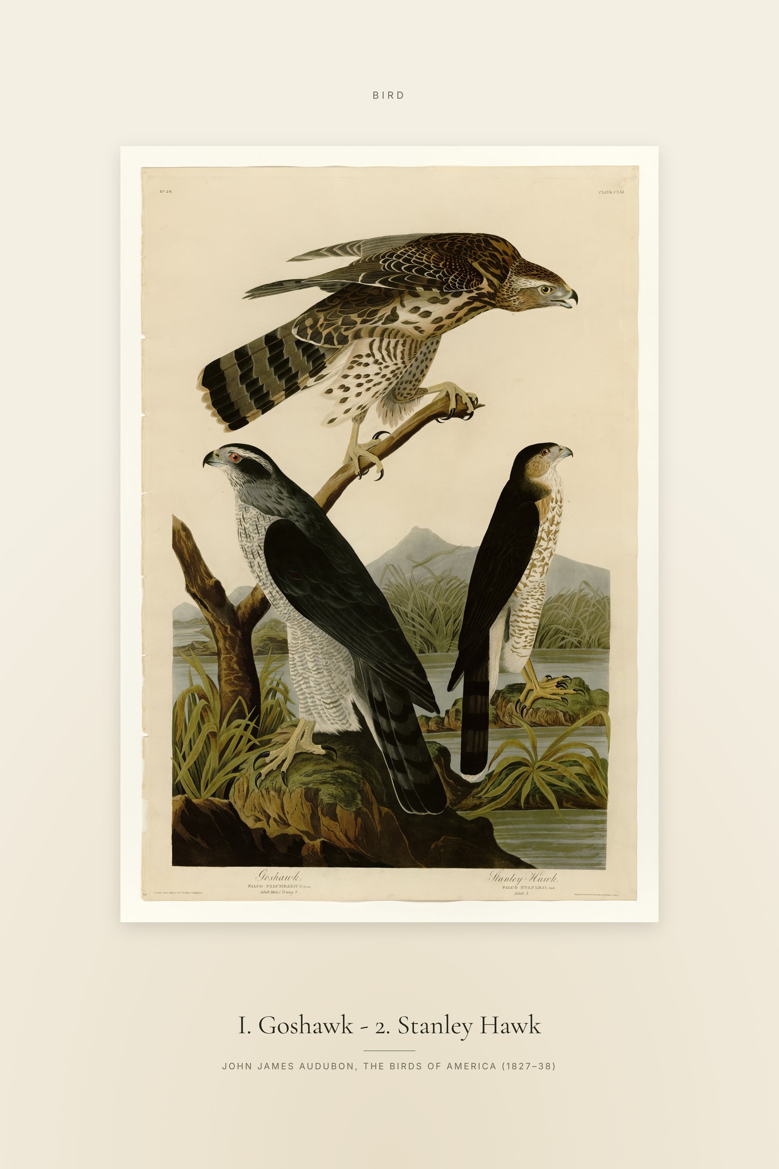 I. Goshawk - 2. Stanley Hawk — Specimen