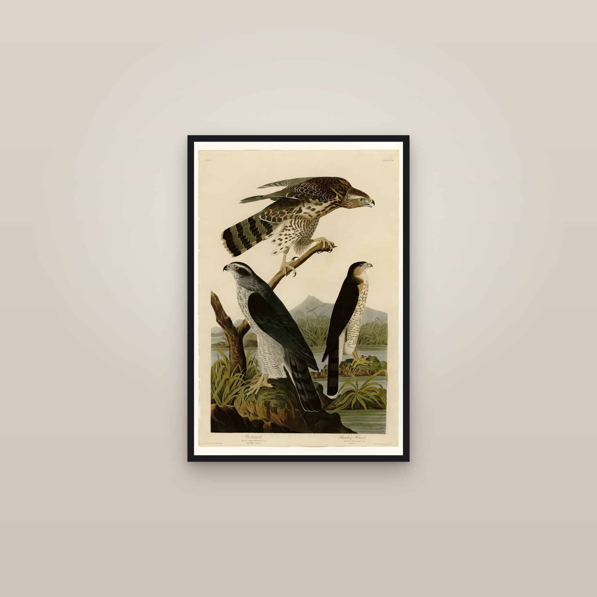 I. Goshawk - 2. Stanley Hawk — framed in a gallery setting