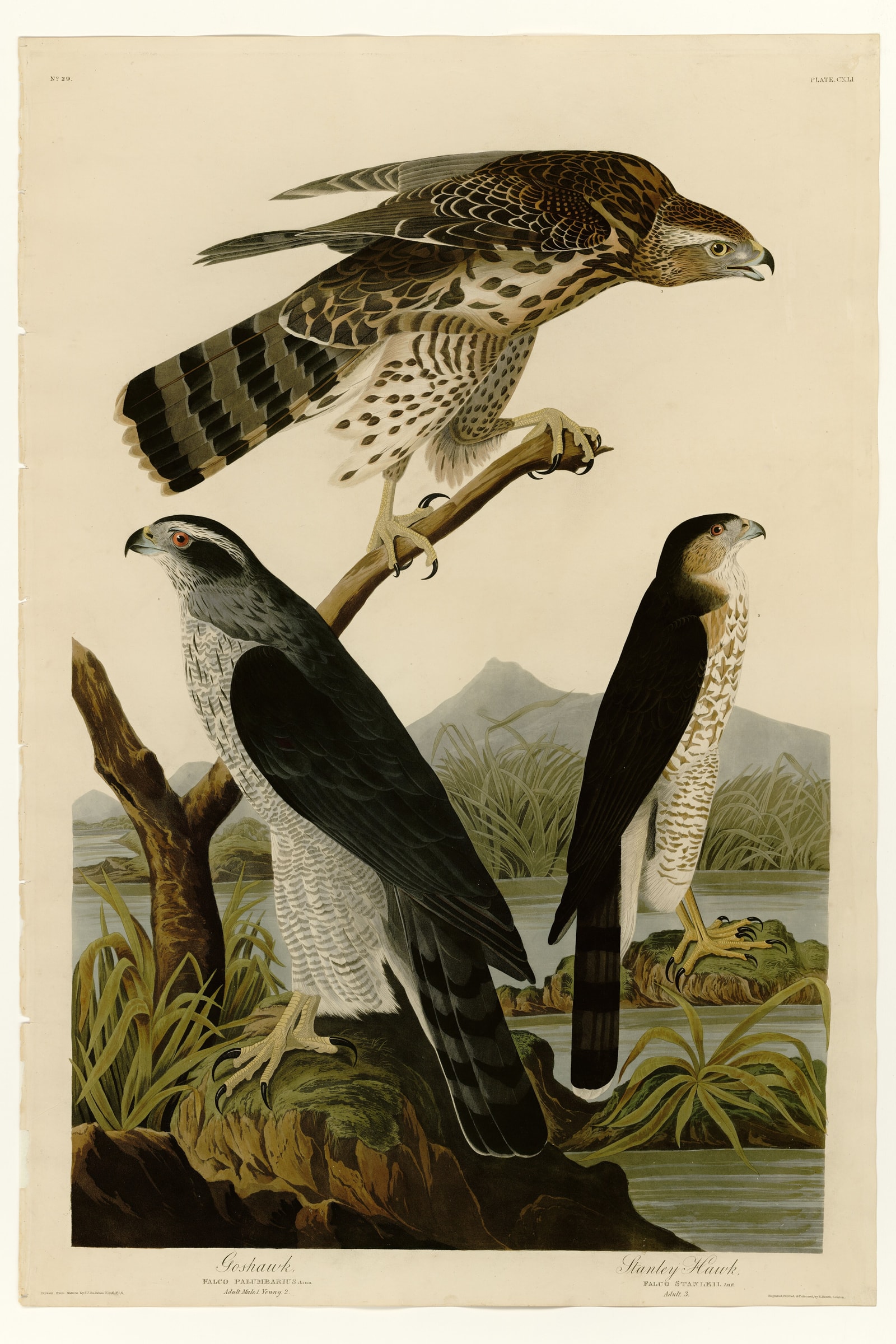 I. Goshawk - 2. Stanley Hawk