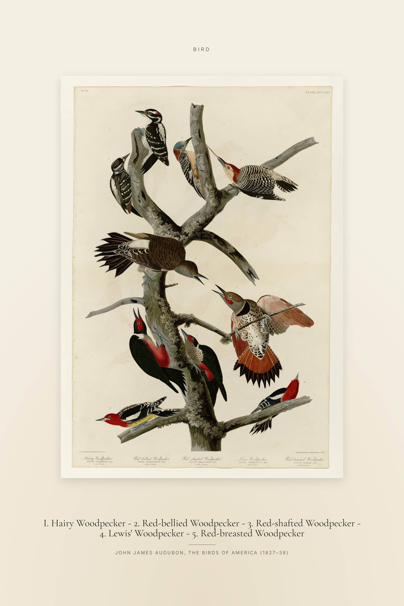 I. Hairy Woodpecker - 2. Red-bellied Woodpecker - 3. Red-shafted Woodpecker - 4. Lewis' Woodpecker - 5. Red-breasted Woodpecker — Specimen