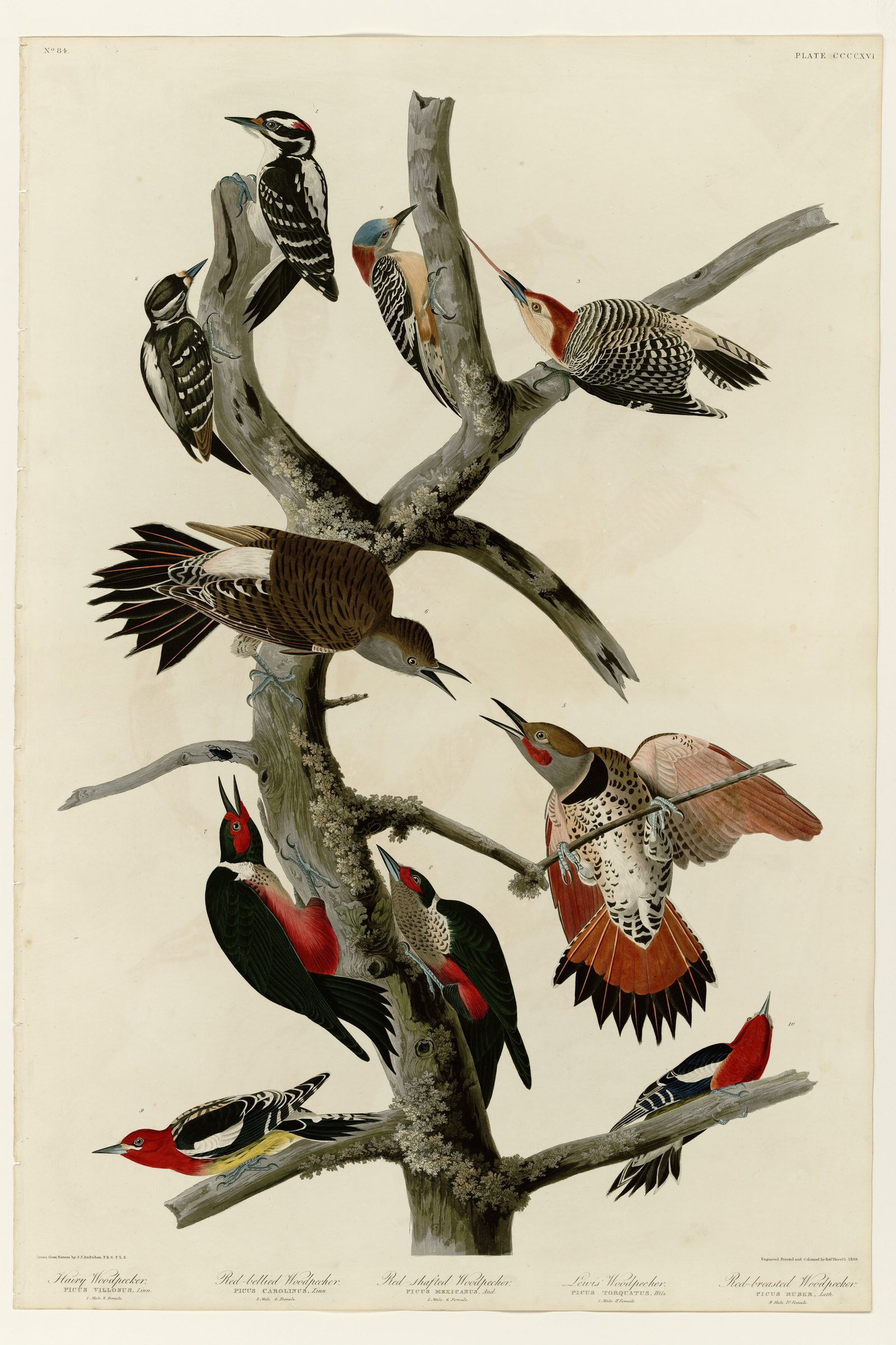 I. Hairy Woodpecker - 2. Red-bellied Woodpecker - 3. Red-shafted Woodpecker - 4. Lewis' Woodpecker - 5. Red-breasted Woodpecker