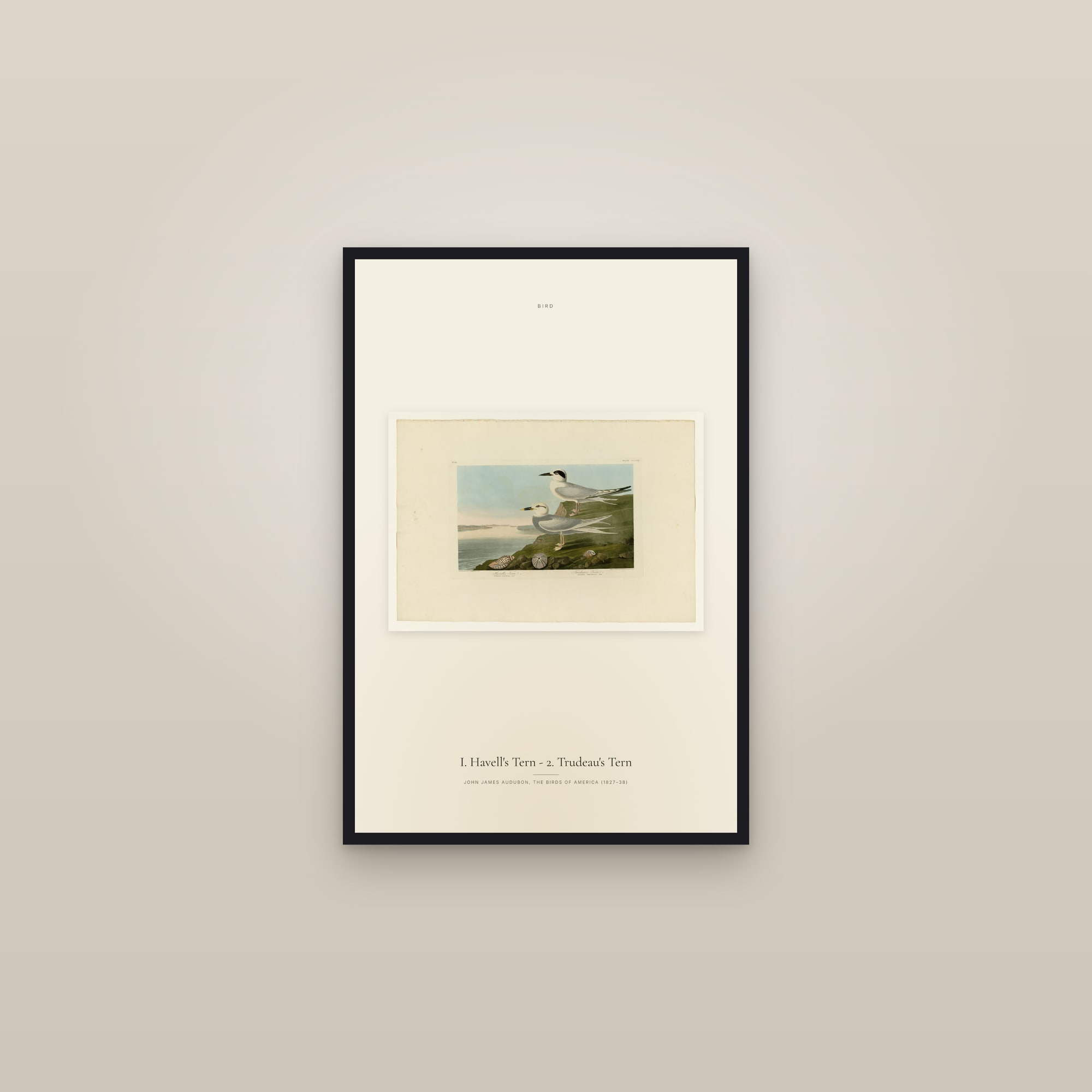 I. Havell's Tern - 2. Trudeau's Tern — framed in a gallery setting