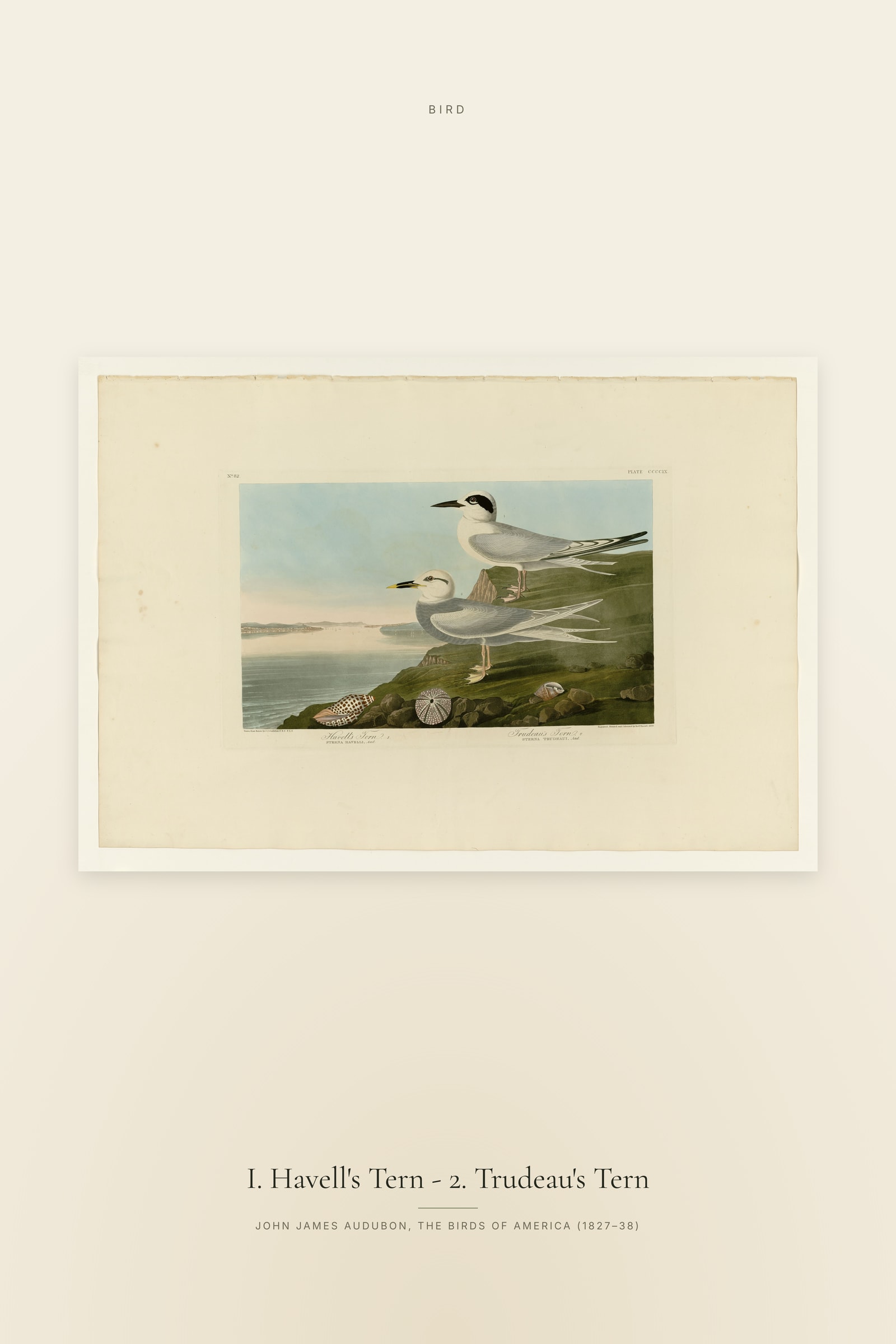 I. Havell's Tern - 2. Trudeau's Tern