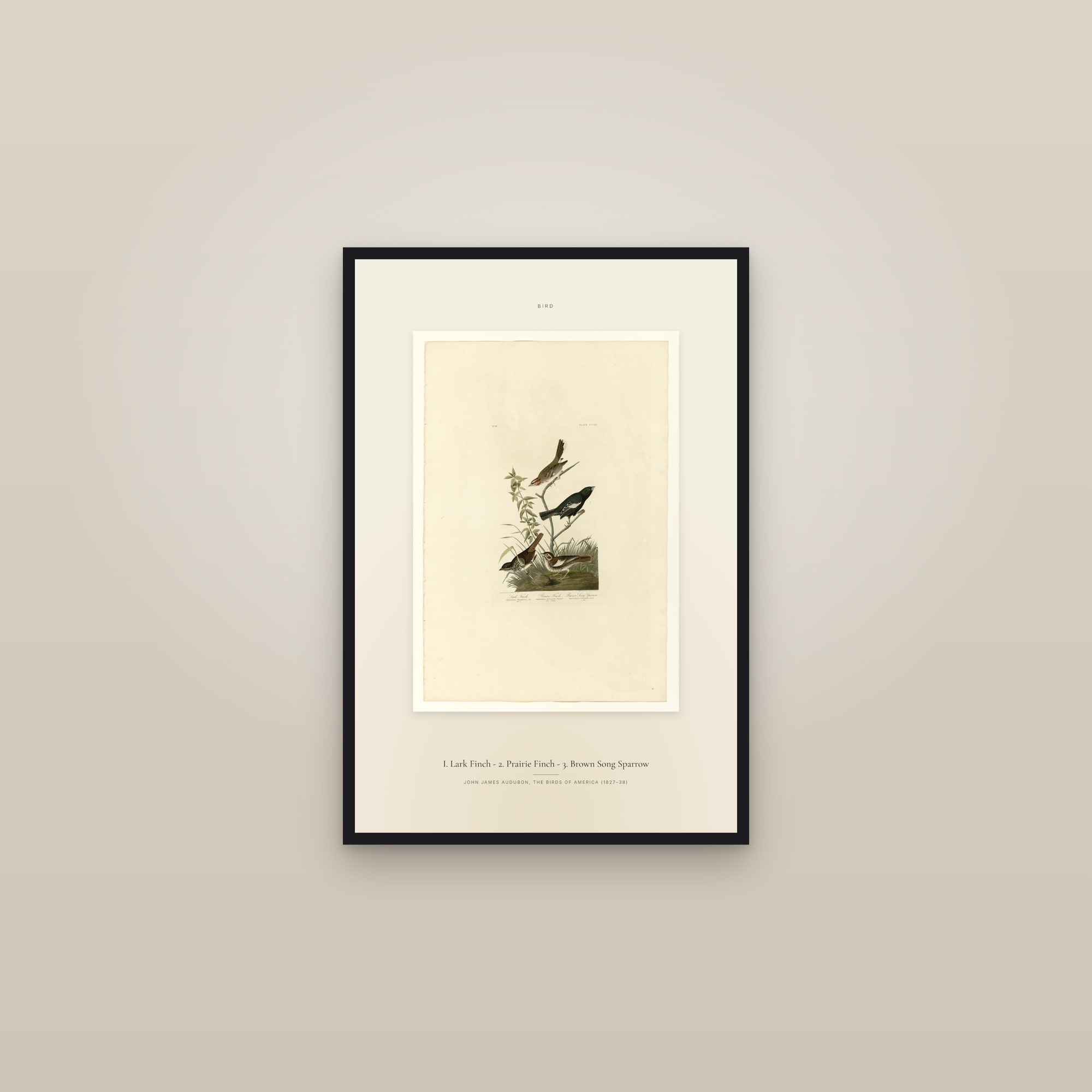 I. Lark Finch - 2. Prairie Finch - 3. Brown Song Sparrow — Specimen — framed in a gallery setting