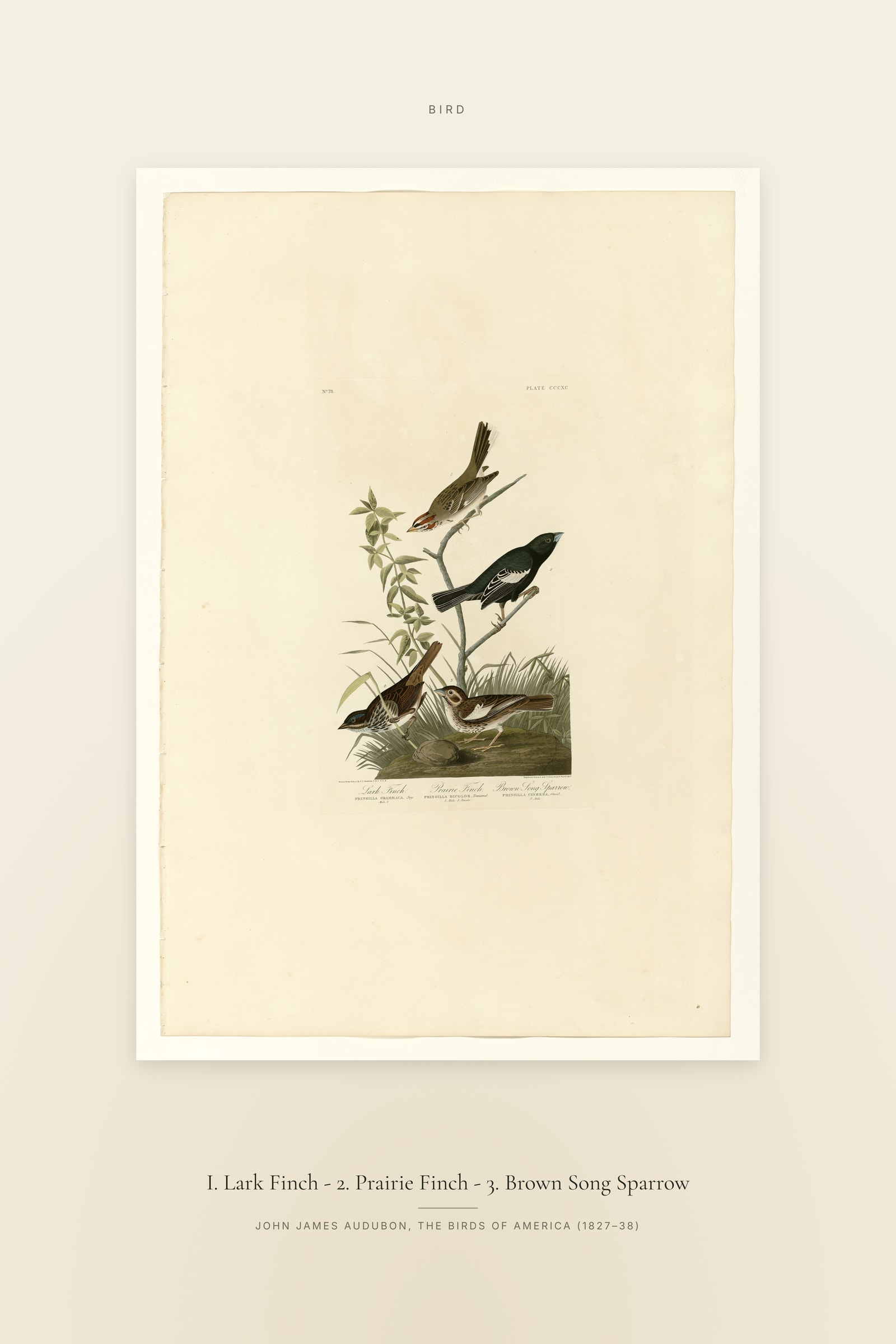 I. Lark Finch - 2. Prairie Finch - 3. Brown Song Sparrow — Specimen
