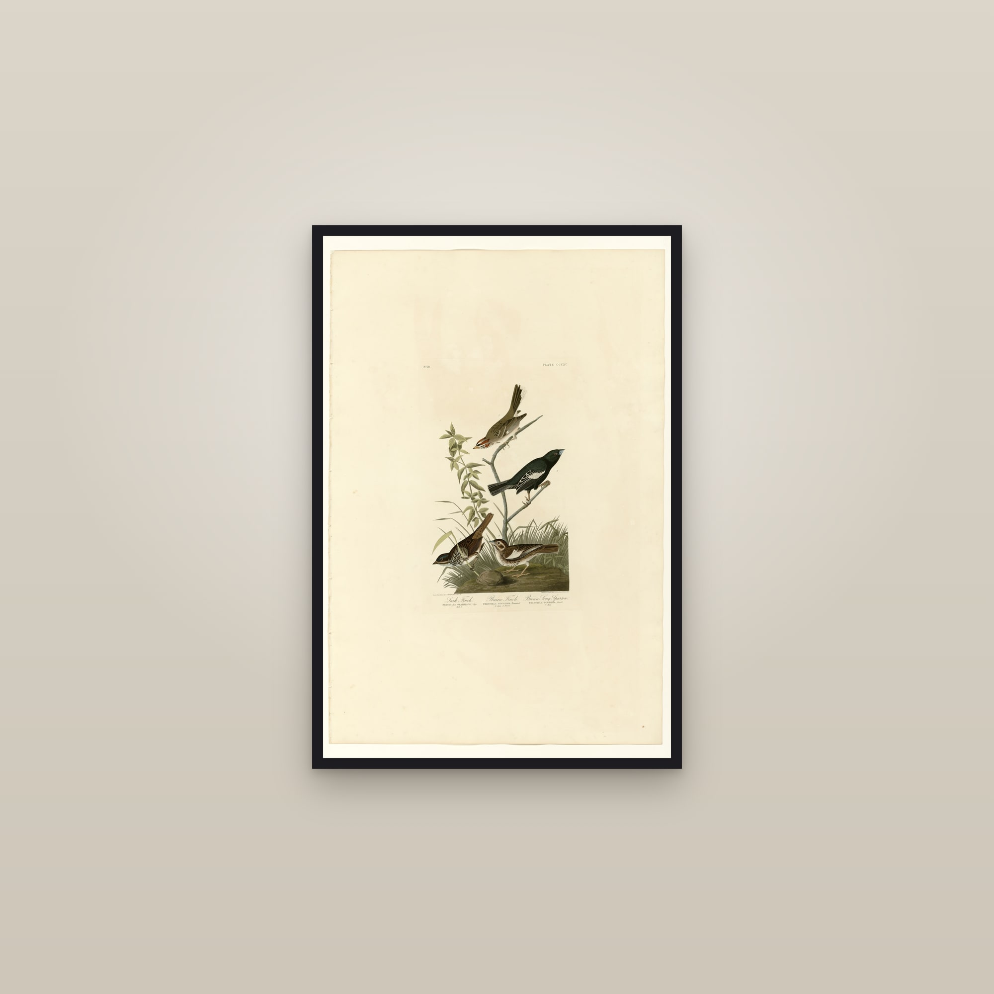 I. Lark Finch - 2. Prairie Finch - 3. Brown Song Sparrow — framed in a gallery setting