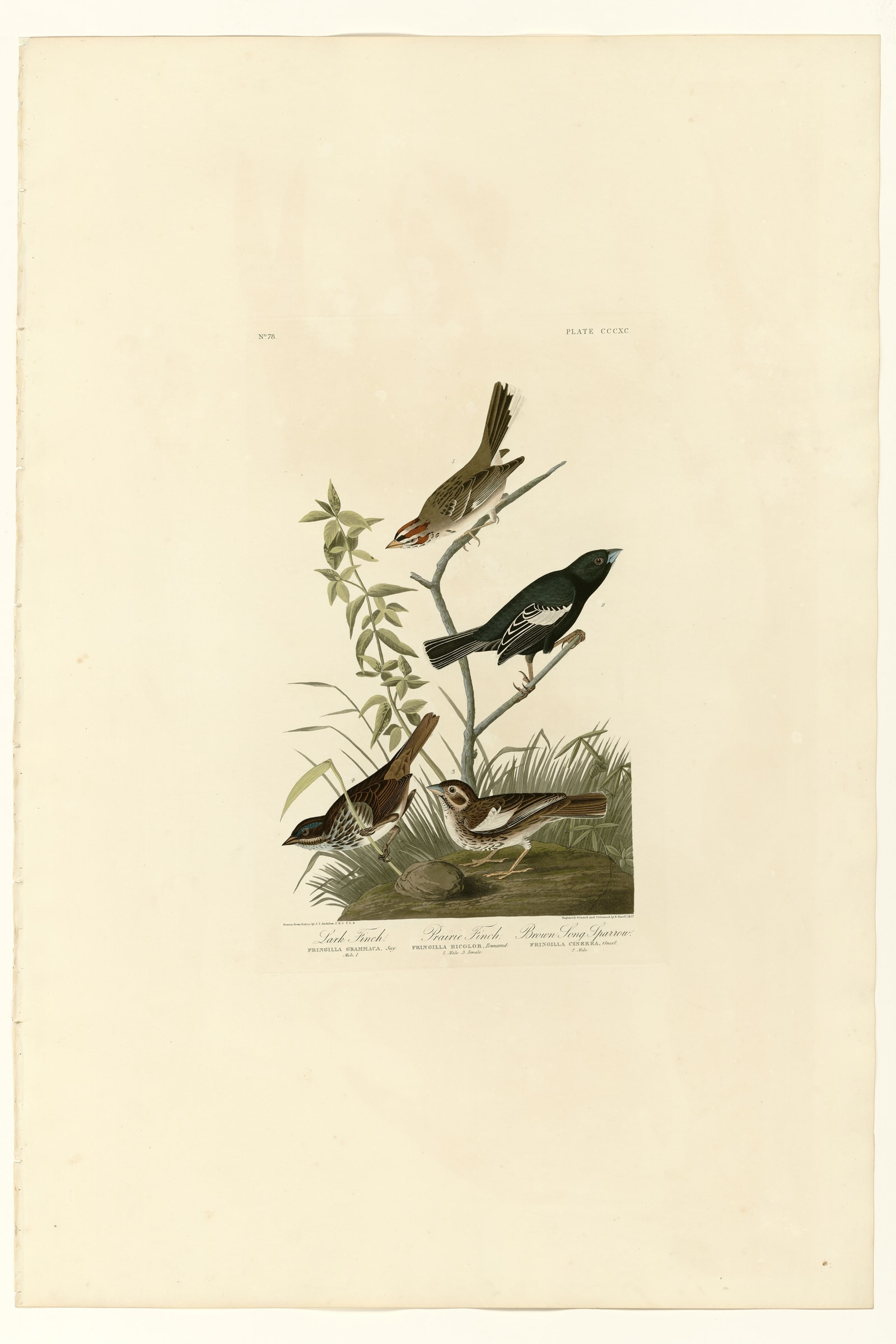 I. Lark Finch - 2. Prairie Finch - 3. Brown Song Sparrow