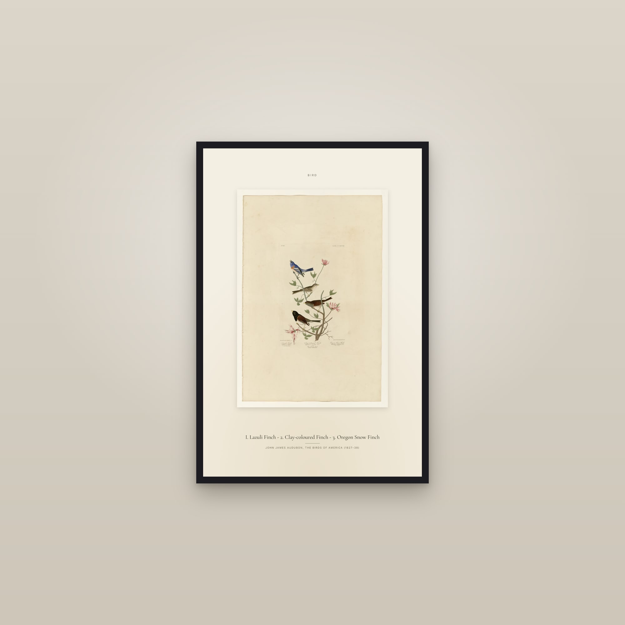 I. Lazuli Finch - 2. Clay-coloured Finch - 3. Oregon Snow Finch — Specimen — framed in a gallery setting