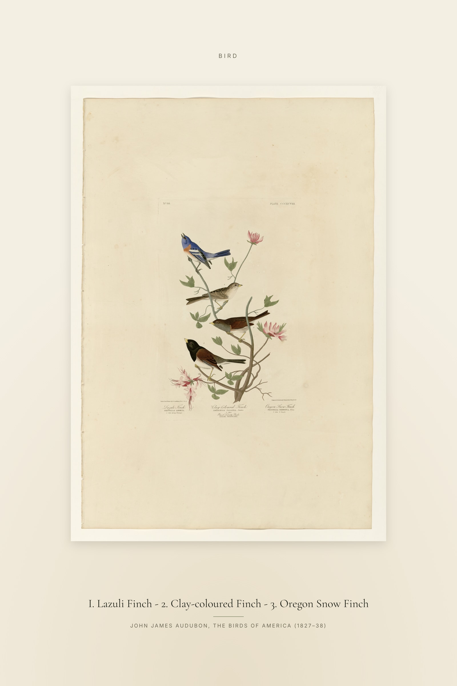 I. Lazuli Finch - 2. Clay-coloured Finch - 3. Oregon Snow Finch — Specimen