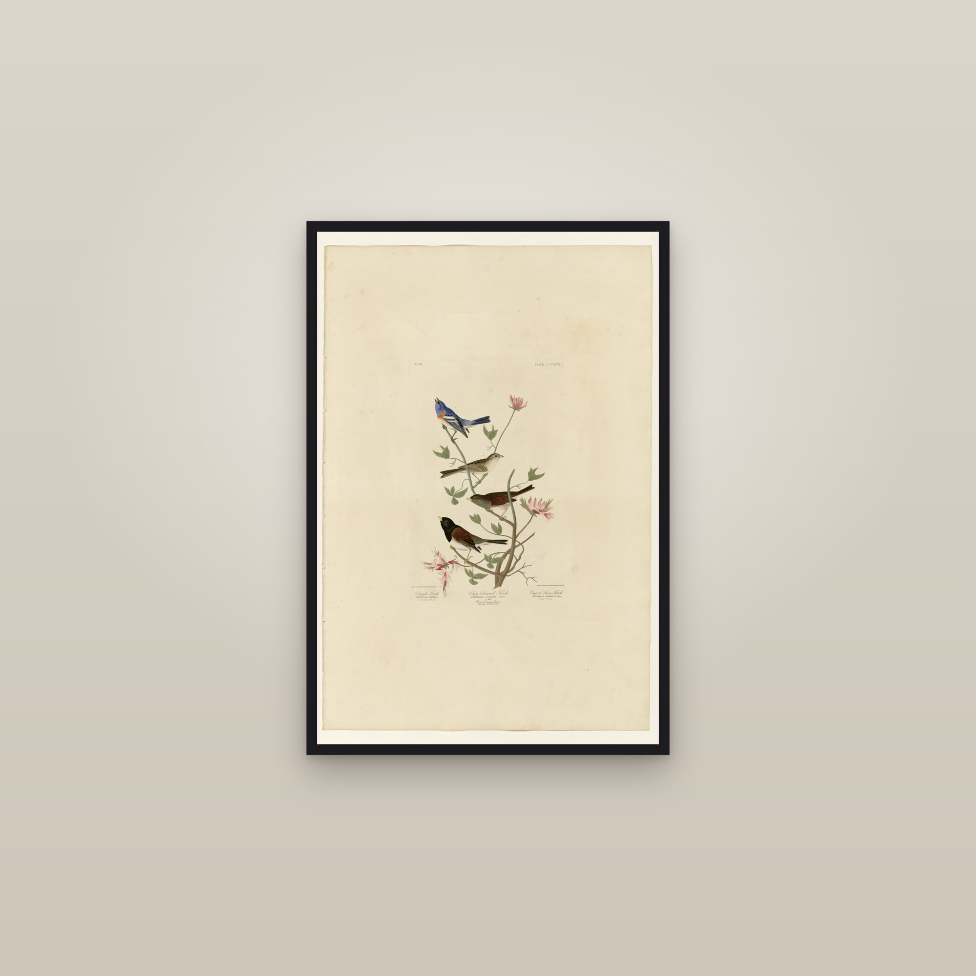 I. Lazuli Finch - 2. Clay-coloured Finch - 3. Oregon Snow Finch — framed in a gallery setting