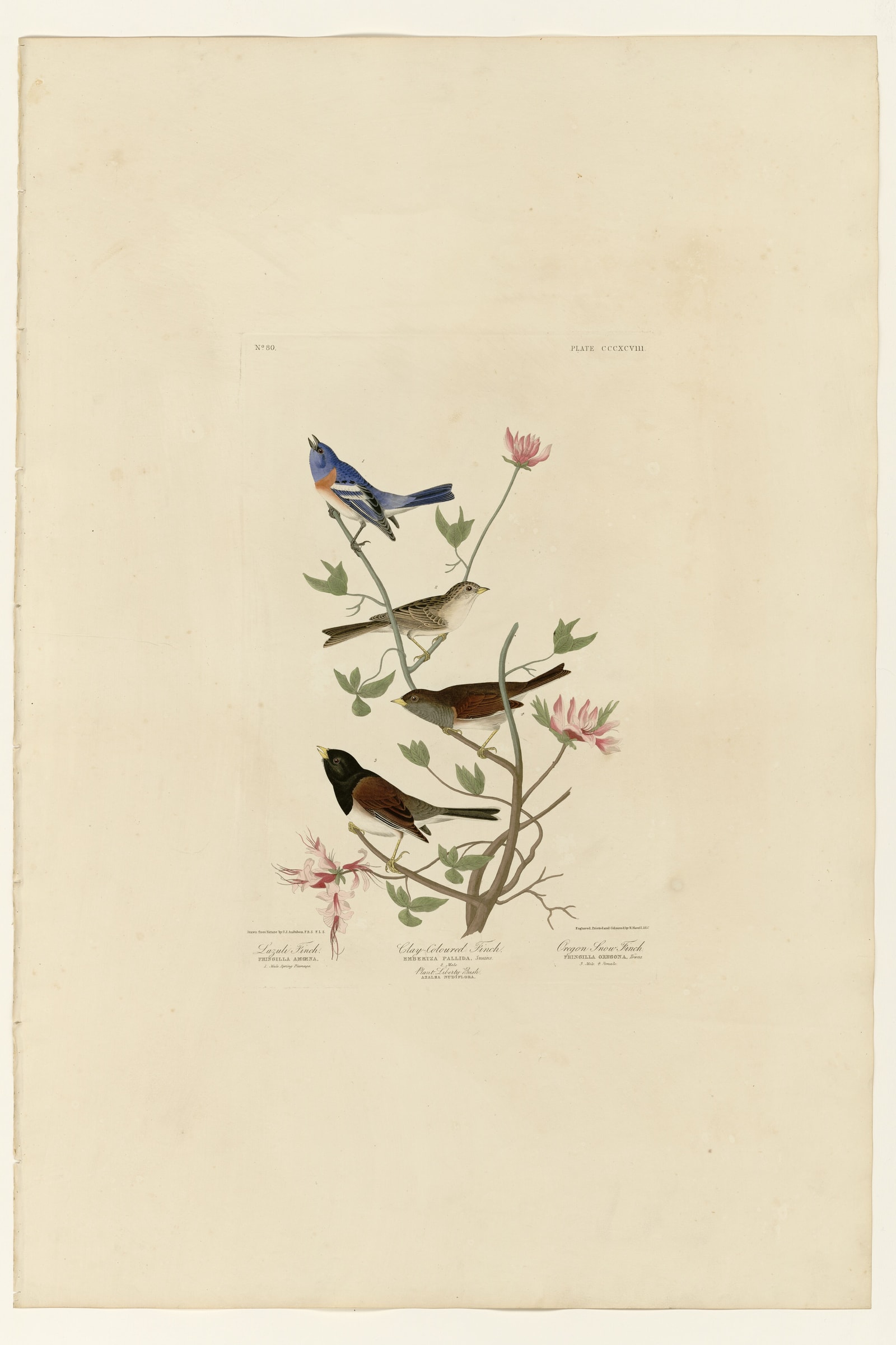 I. Lazuli Finch - 2. Clay-coloured Finch - 3. Oregon Snow Finch