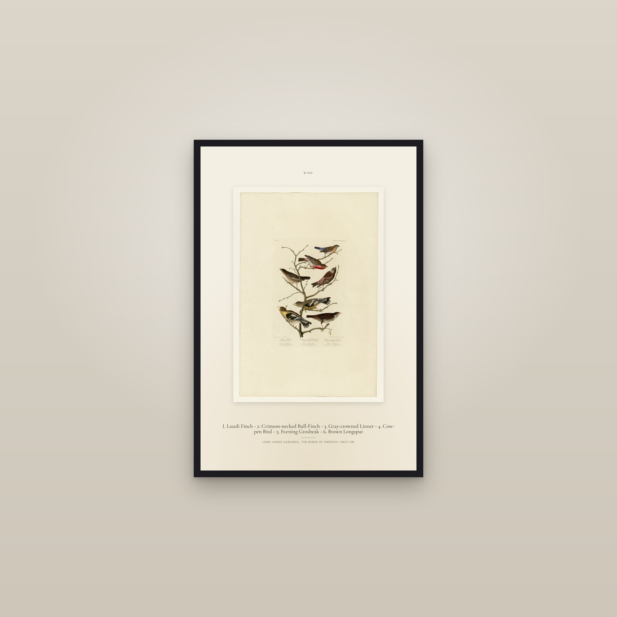 I. Lazuli Finch - 2. Crimson-necked Bull-Finch - 3. Gray-crowned Linnet - 4. Cow-pen Bird - 5. Evening Grosbeak - 6. Brown Longspur — Specimen — framed in a gallery setting
