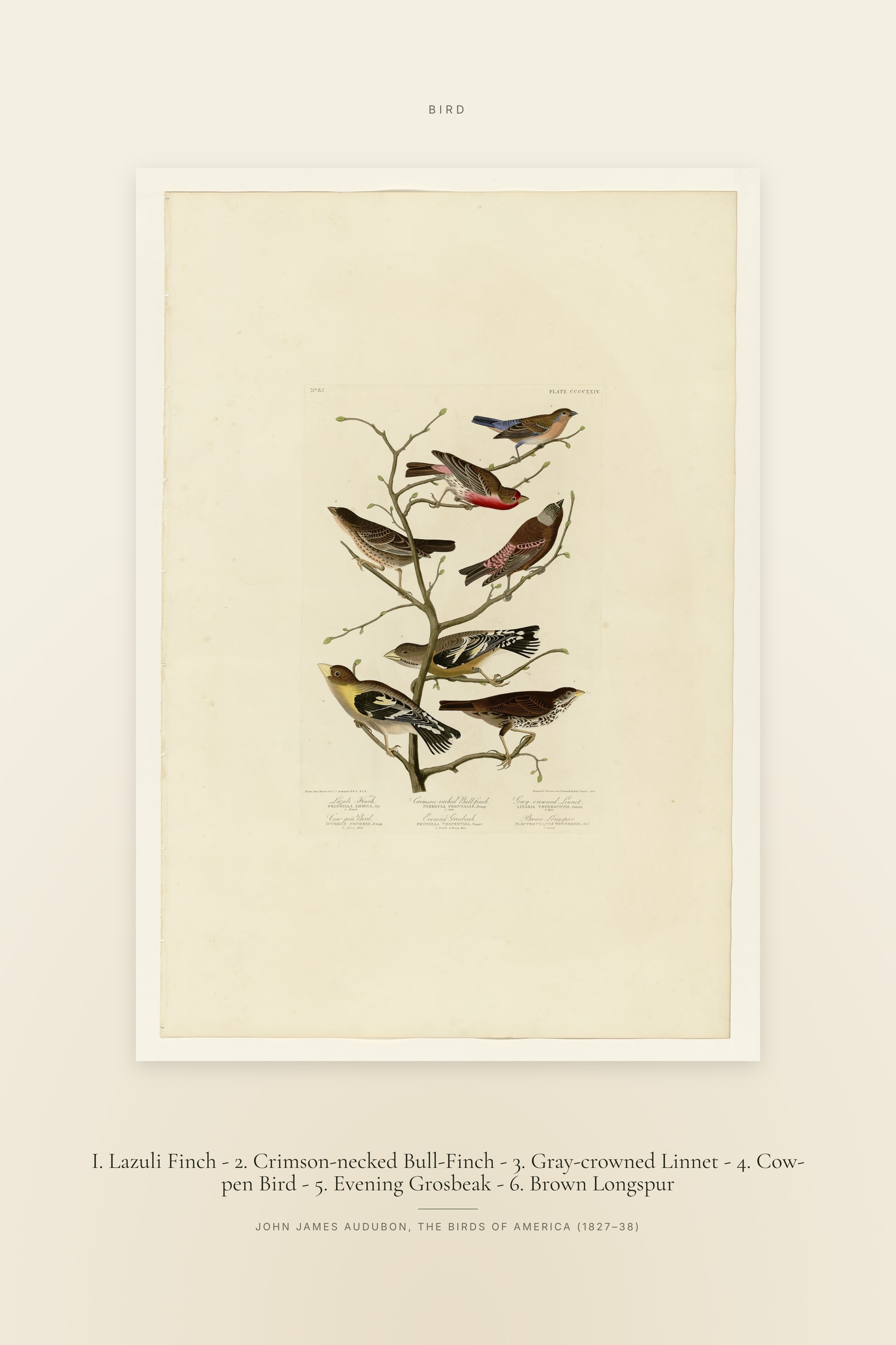 I. Lazuli Finch - 2. Crimson-necked Bull-Finch - 3. Gray-crowned Linnet - 4. Cow-pen Bird - 5. Evening Grosbeak - 6. Brown Longspur — Specimen