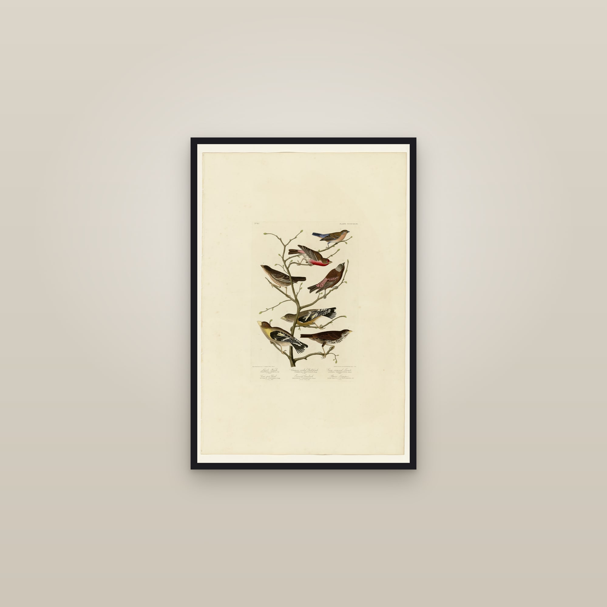 I. Lazuli Finch - 2. Crimson-necked Bull-Finch - 3. Gray-crowned Linnet - 4. Cow-pen Bird - 5. Evening Grosbeak - 6. Brown Longspur — framed in a gallery setting