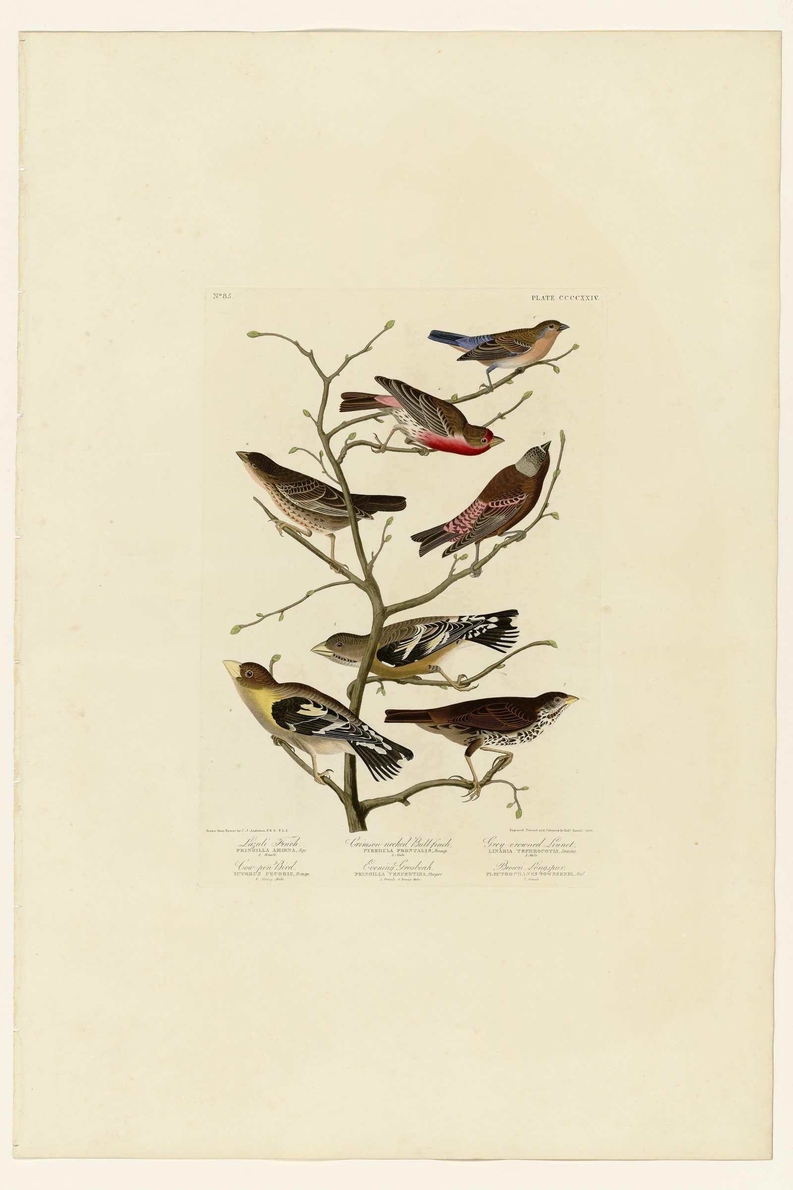 I. Lazuli Finch - 2. Crimson-necked Bull-Finch - 3. Gray-crowned Linnet - 4. Cow-pen Bird - 5. Evening Grosbeak - 6. Brown Longspur