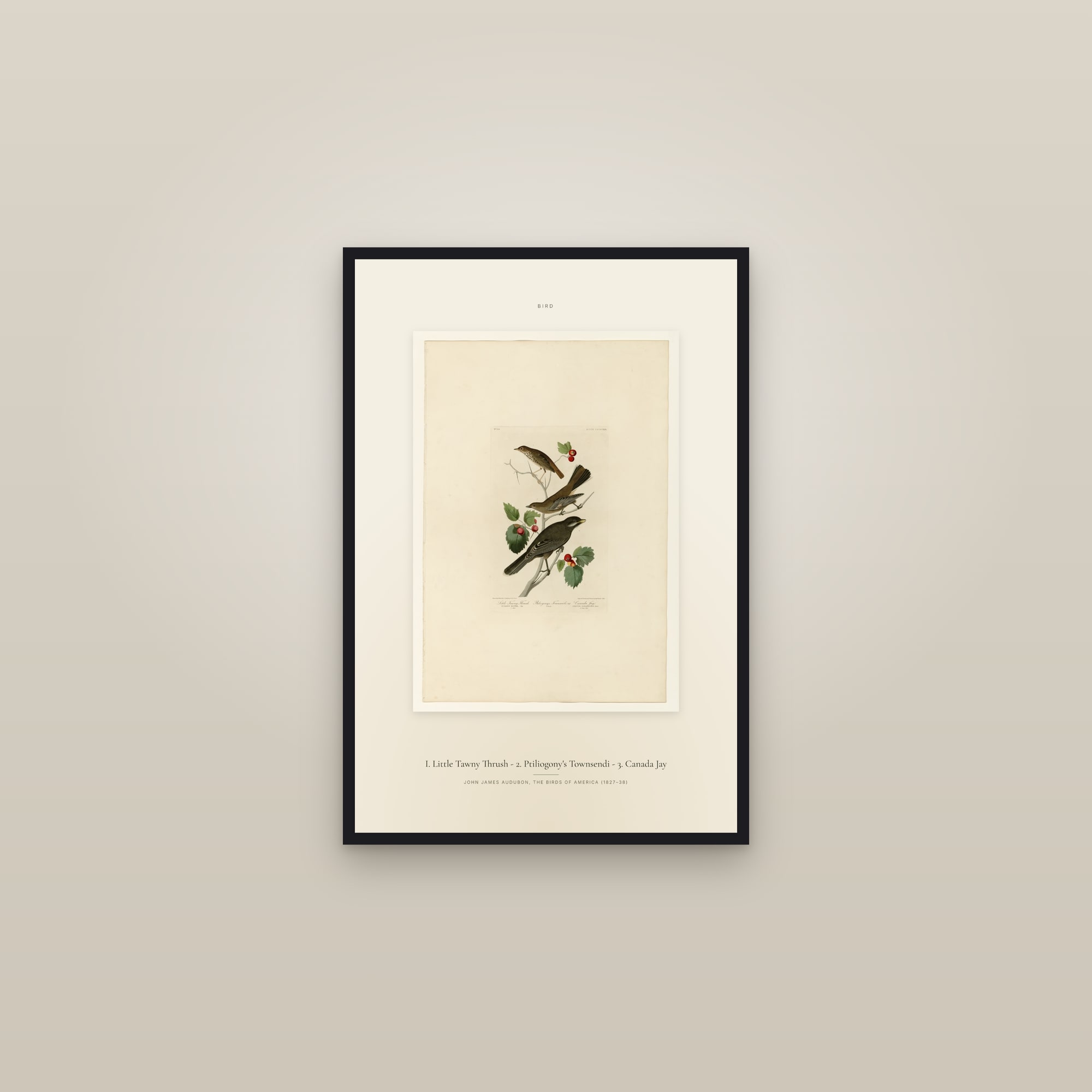 I. Little Tawny Thrush - 2. Ptiliogony's Townsendi - 3. Canada Jay — Specimen — framed in a gallery setting