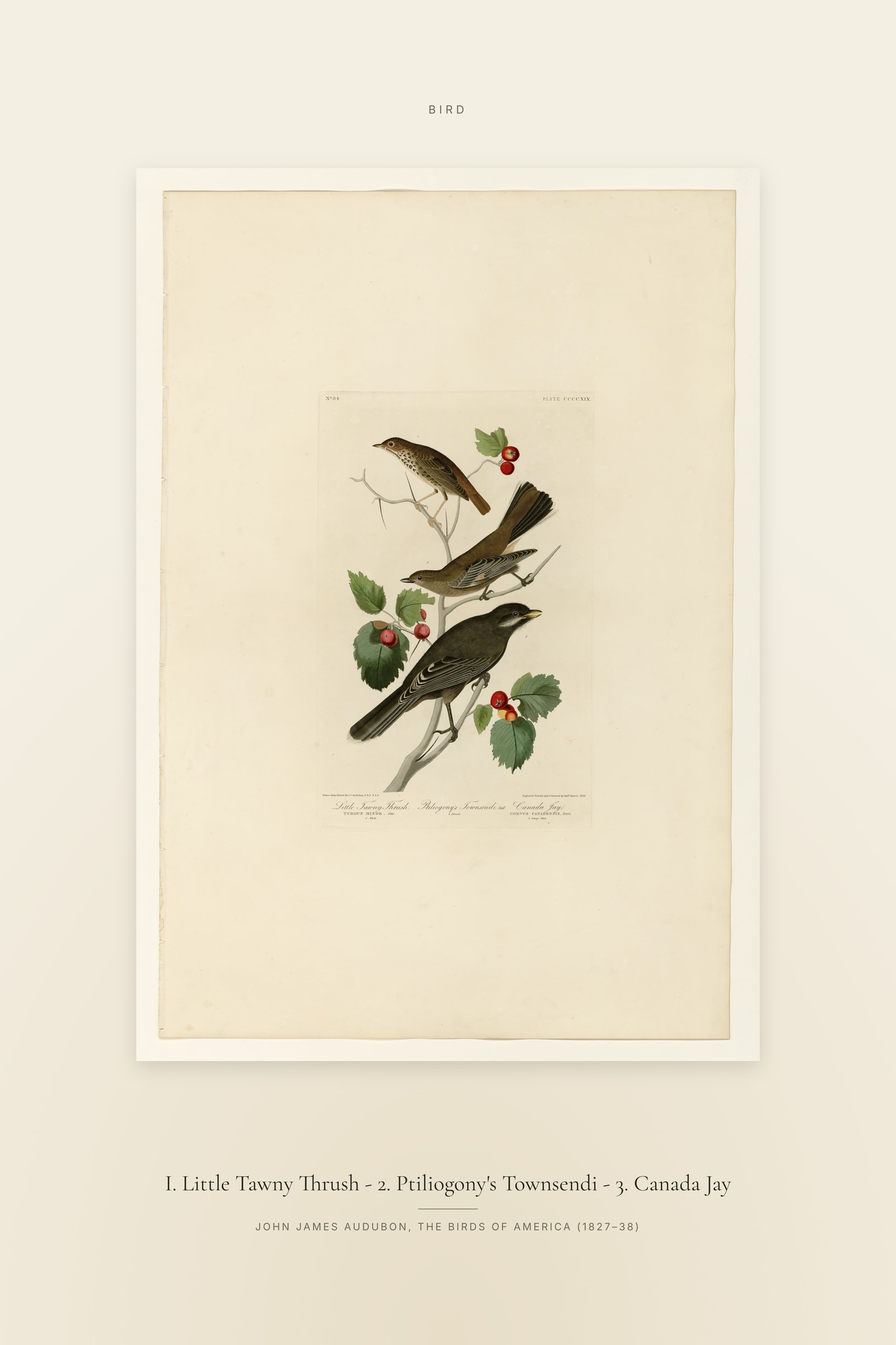 I. Little Tawny Thrush - 2. Ptiliogony's Townsendi - 3. Canada Jay — Specimen