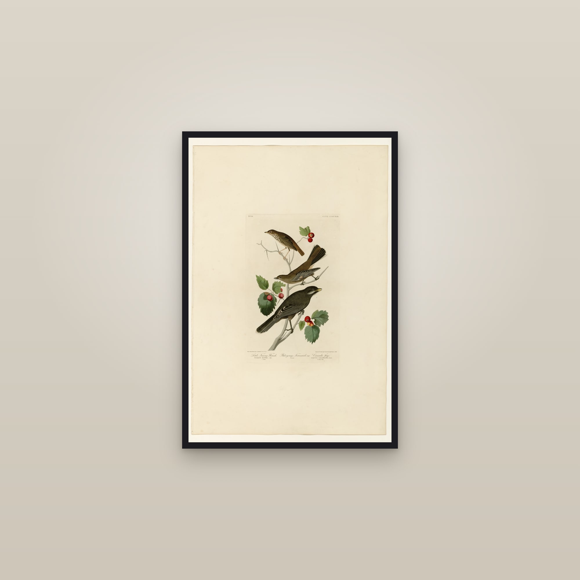 I. Little Tawny Thrush - 2. Ptiliogony's Townsendi - 3. Canada Jay — framed in a gallery setting