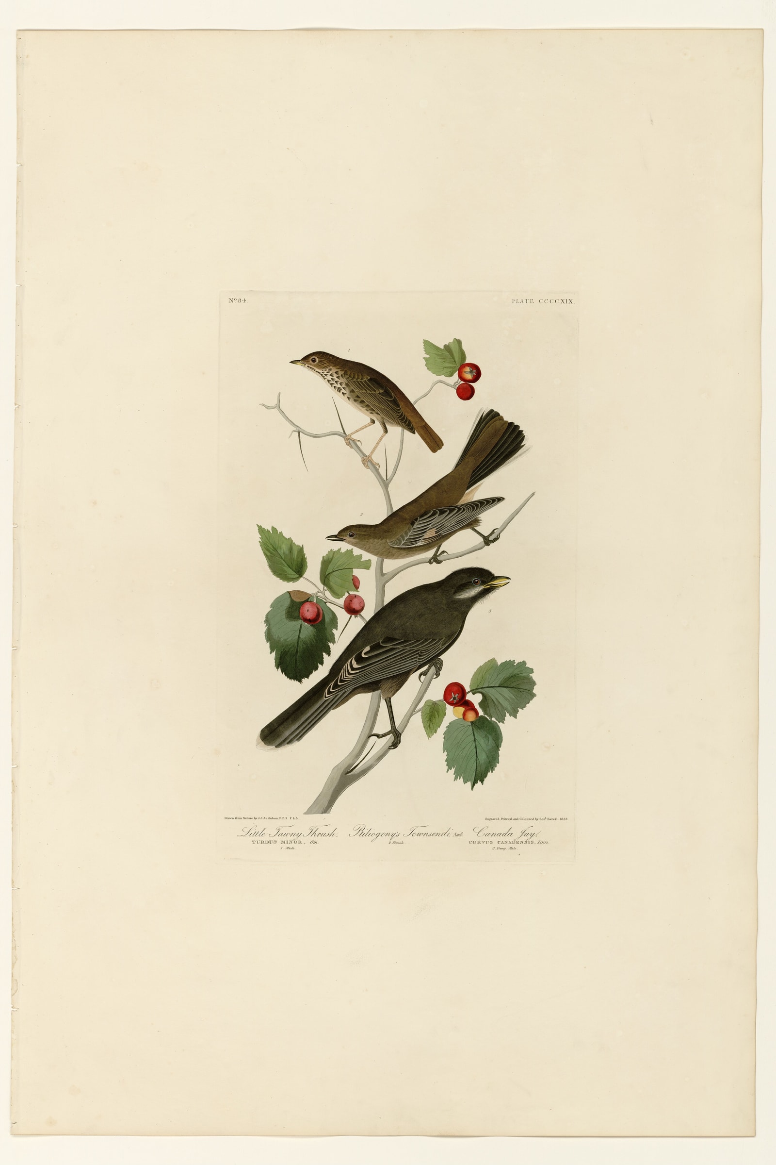 I. Little Tawny Thrush - 2. Ptiliogony's Townsendi - 3. Canada Jay