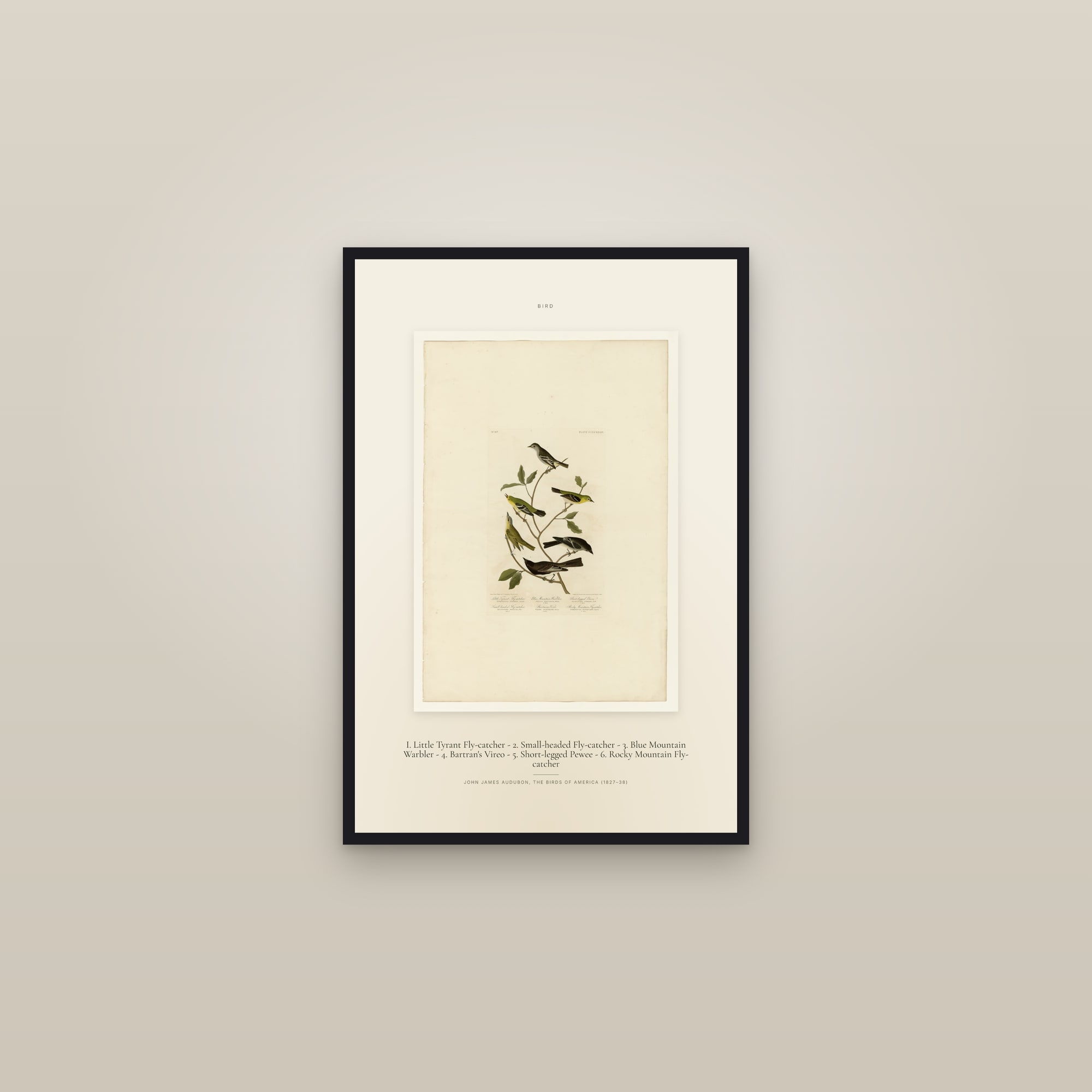 I. Little Tyrant Fly-catcher - 2. Small-headed Fly-catcher - 3. Blue Mountain Warbler - 4. Bartran's Vireo - 5. Short-legged Pewee - 6. Rocky Mountain Fly-catcher — Specimen — framed in a gallery setting