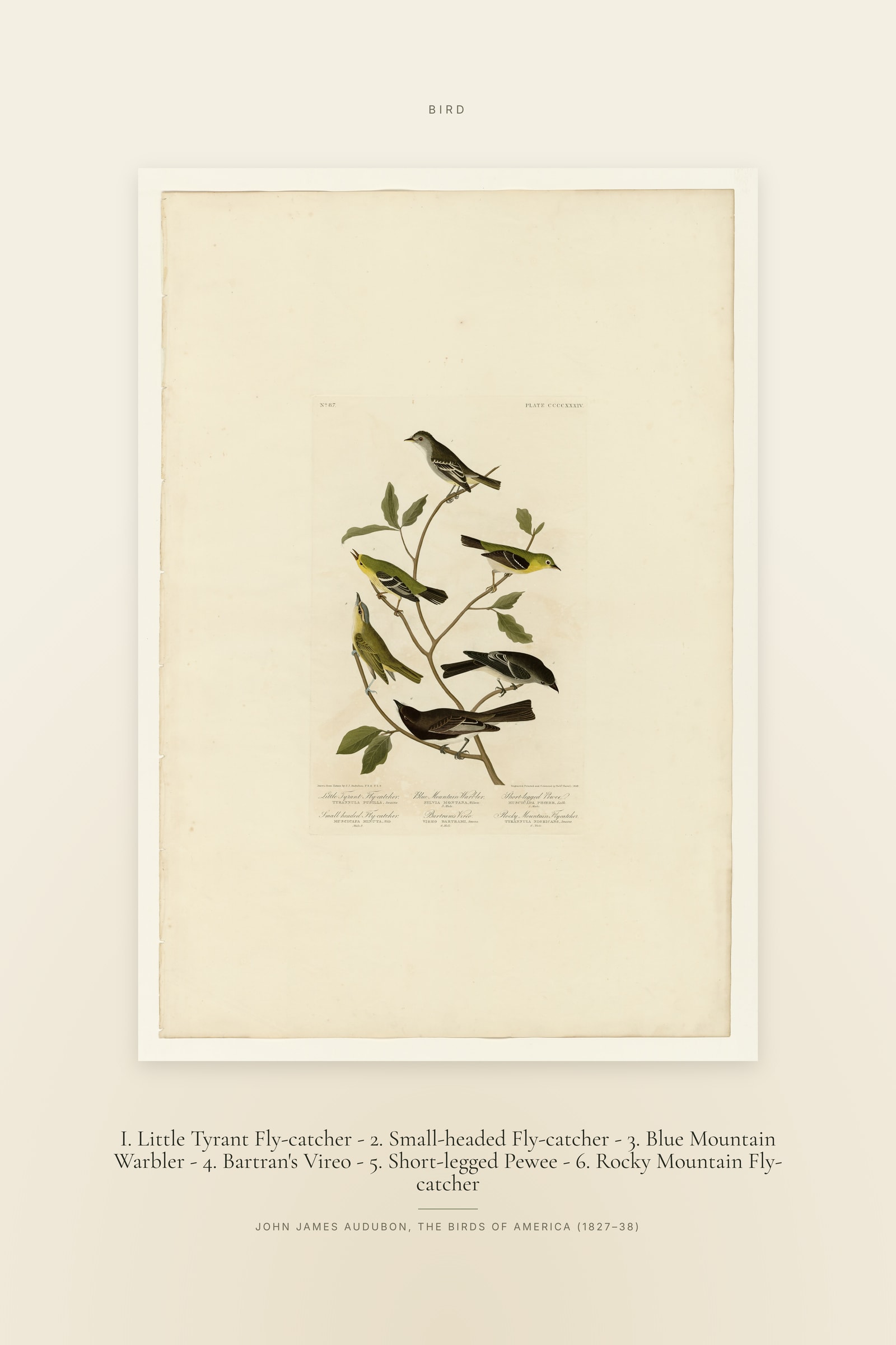 I. Little Tyrant Fly-catcher - 2. Small-headed Fly-catcher - 3. Blue Mountain Warbler - 4. Bartran's Vireo - 5. Short-legged Pewee - 6. Rocky Mountain Fly-catcher — Specimen