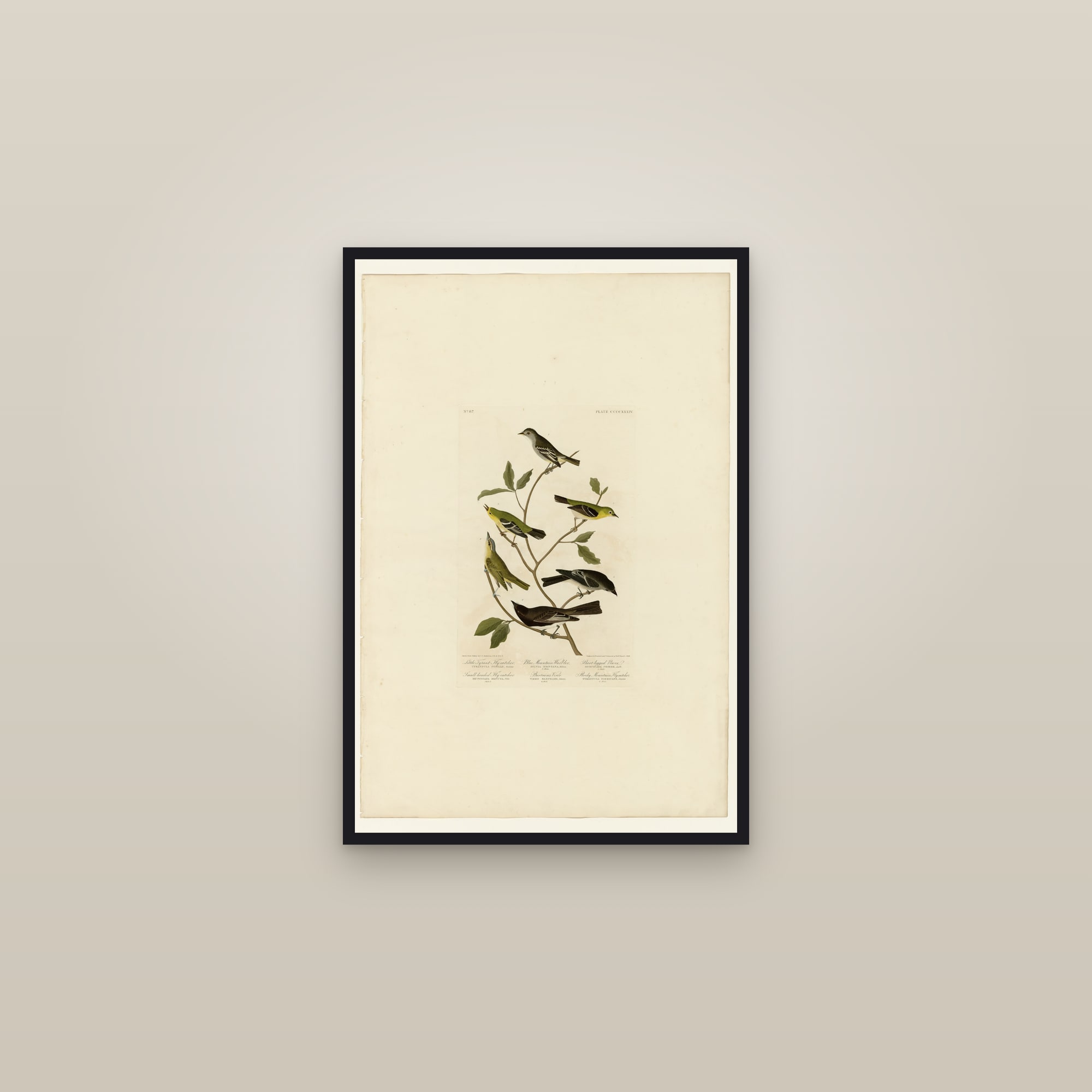 I. Little Tyrant Fly-catcher - 2. Small-headed Fly-catcher - 3. Blue Mountain Warbler - 4. Bartran's Vireo - 5. Short-legged Pewee - 6. Rocky Mountain Fly-catcher — framed in a gallery setting