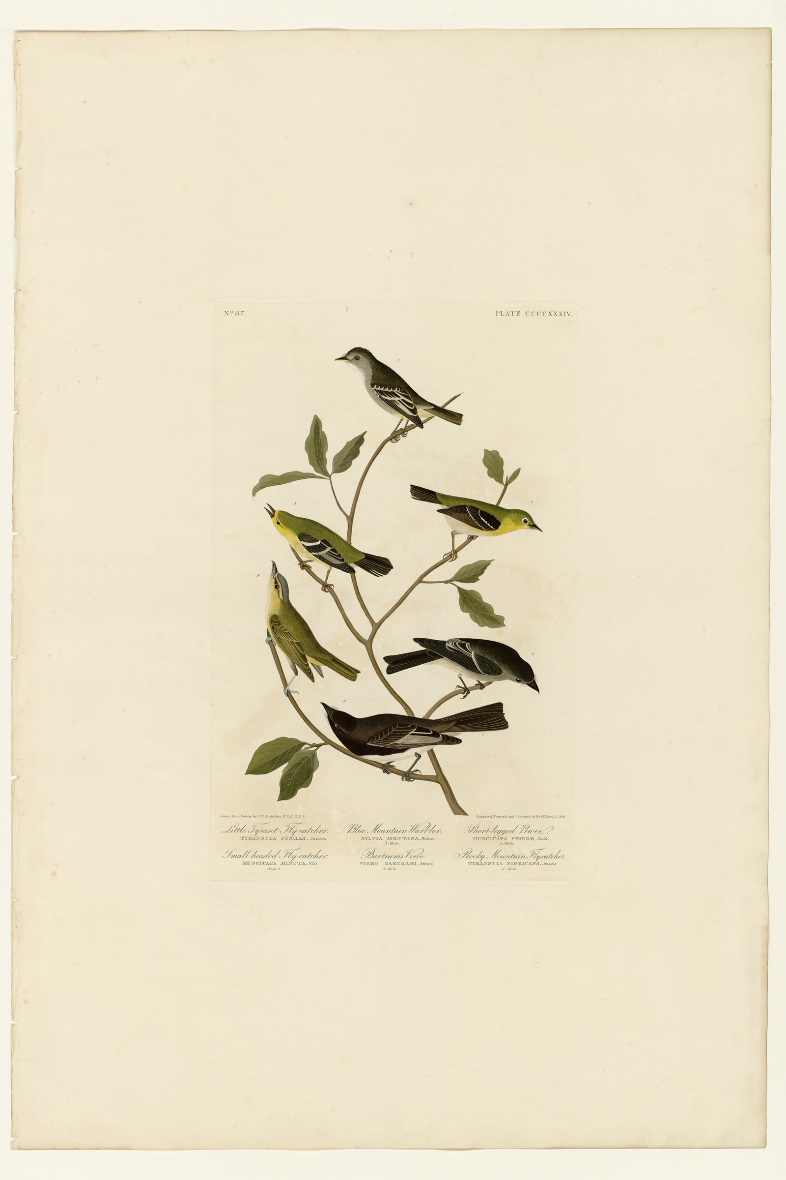 I. Little Tyrant Fly-catcher - 2. Small-headed Fly-catcher - 3. Blue Mountain Warbler - 4. Bartran's Vireo - 5. Short-legged Pewee - 6. Rocky Mountain Fly-catcher
