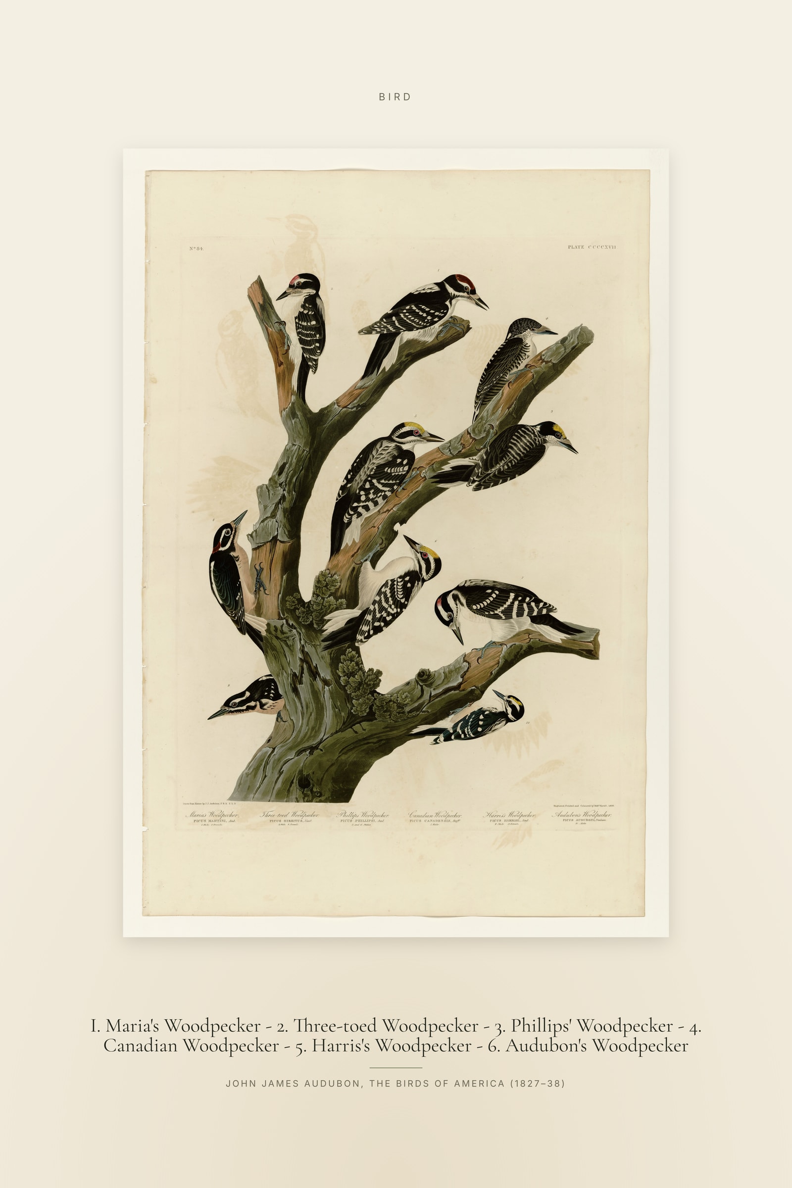 I. Maria's Woodpecker - 2. Three-toed Woodpecker - 3. Phillips' Woodpecker - 4. Canadian Woodpecker - 5. Harris's Woodpecker - 6. Audubon's Woodpecker — Specimen