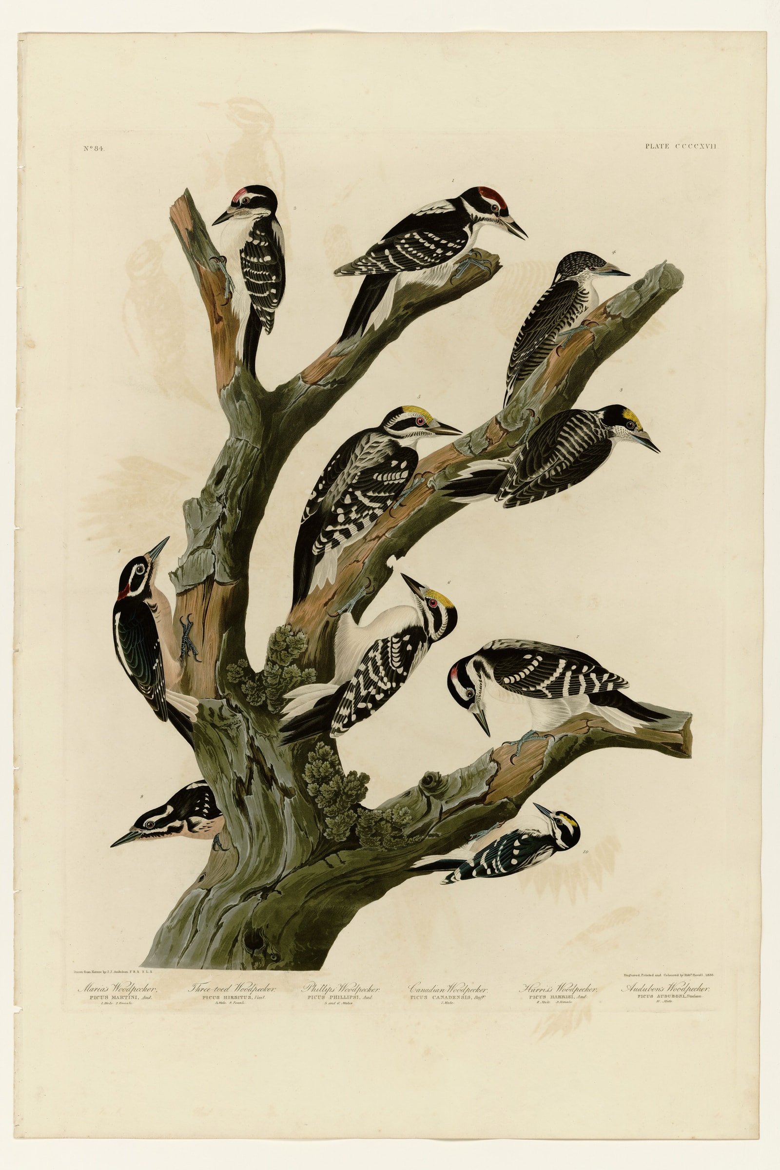 I. Maria's Woodpecker - 2. Three-toed Woodpecker - 3. Phillips' Woodpecker - 4. Canadian Woodpecker - 5. Harris's Woodpecker - 6. Audubon's Woodpecker