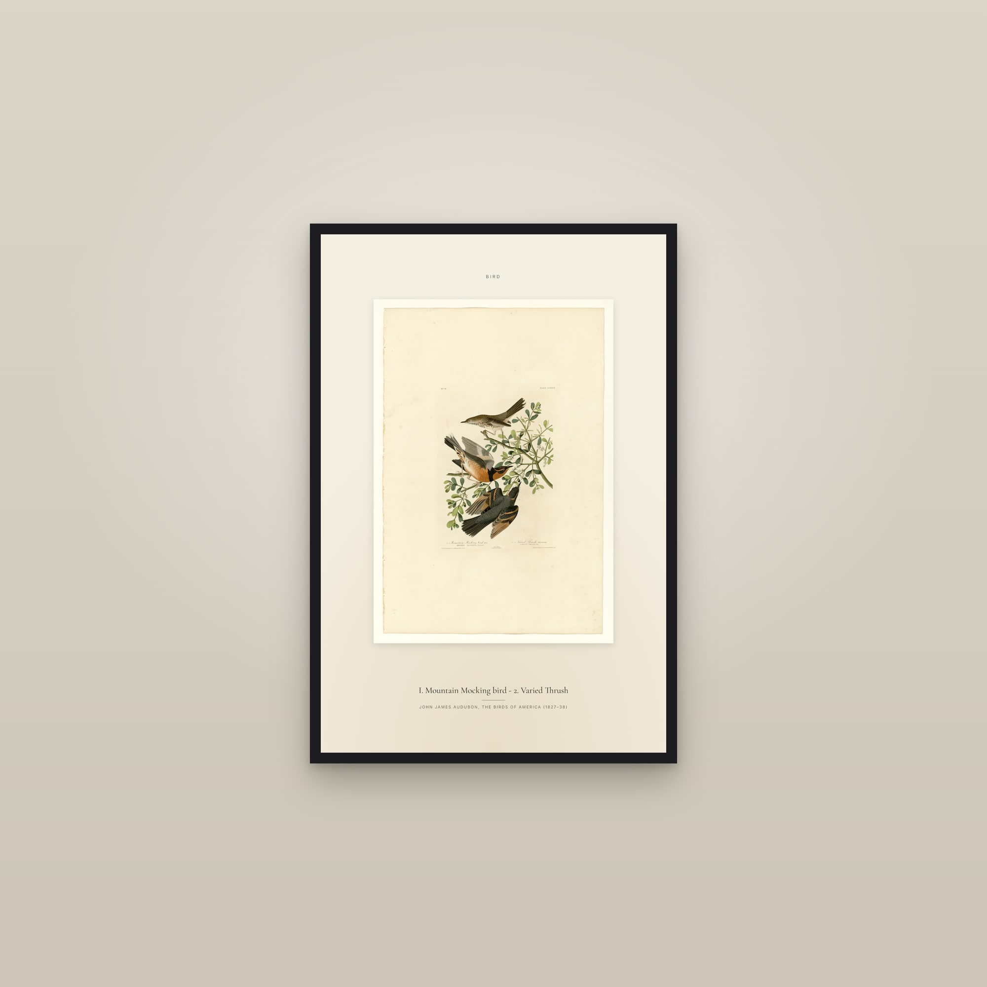 I. Mountain Mocking bird - 2. Varied Thrush — Specimen — framed in a gallery setting