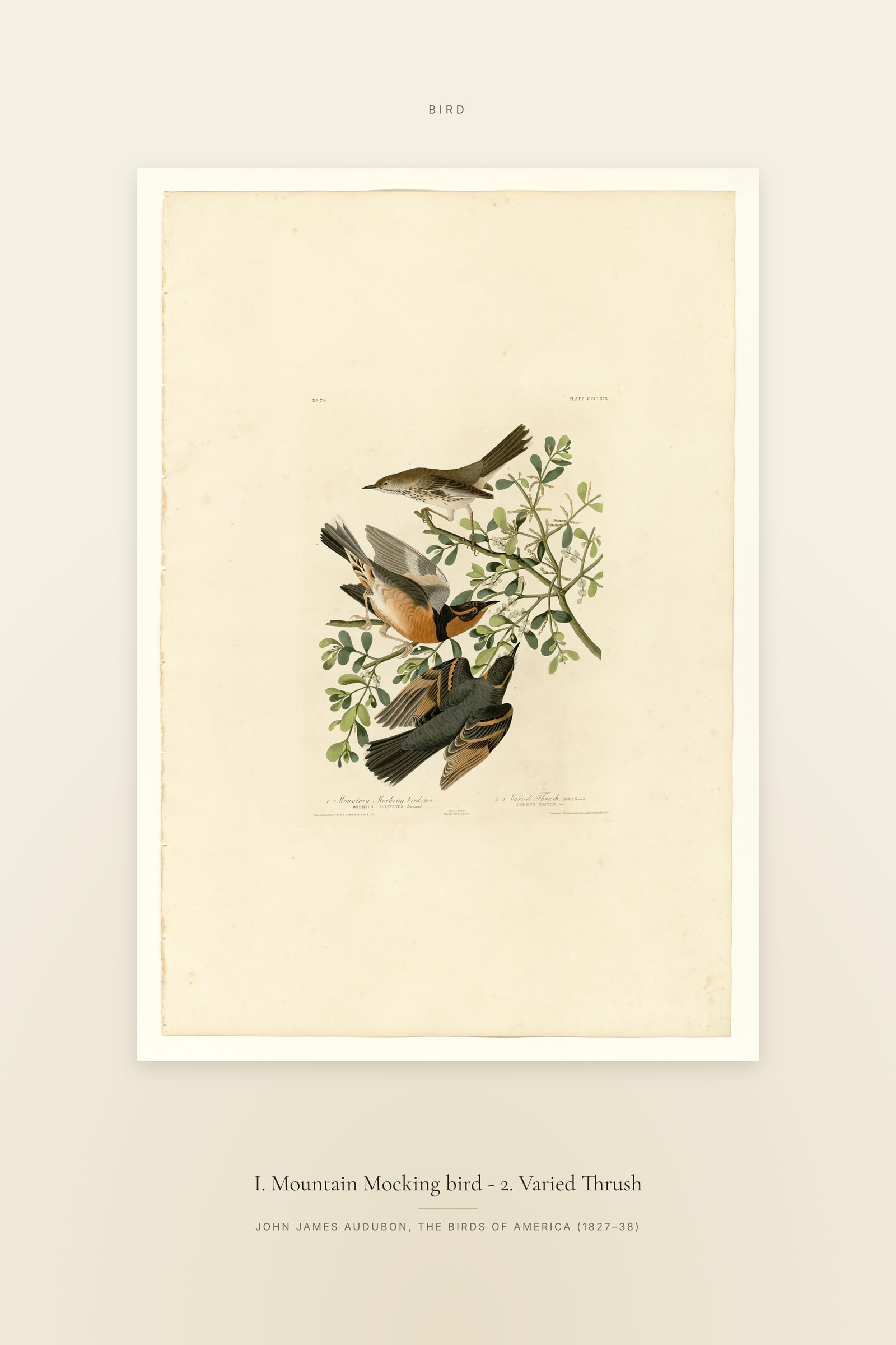 I. Mountain Mocking bird - 2. Varied Thrush — Specimen