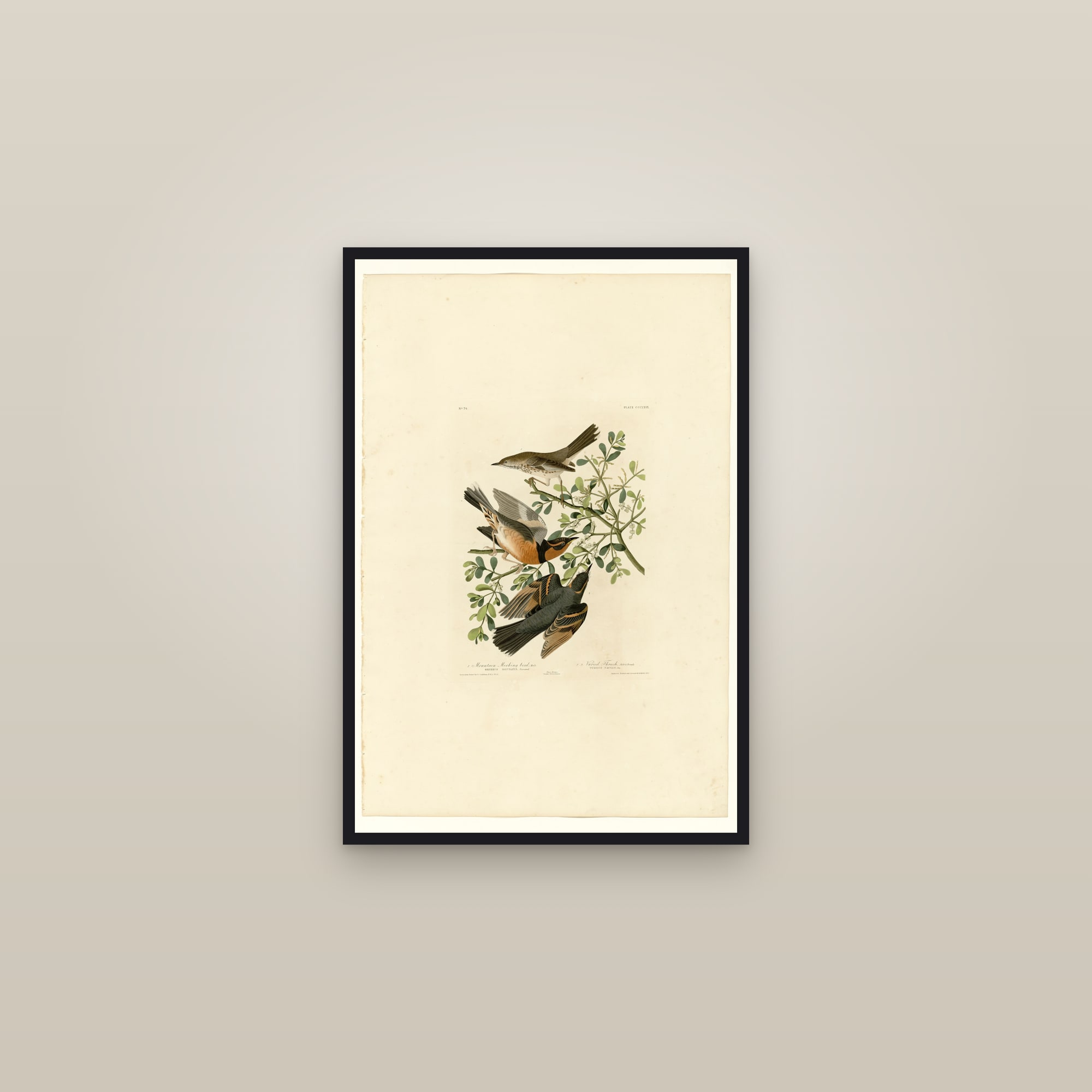 I. Mountain Mocking bird - 2. Varied Thrush — framed in a gallery setting