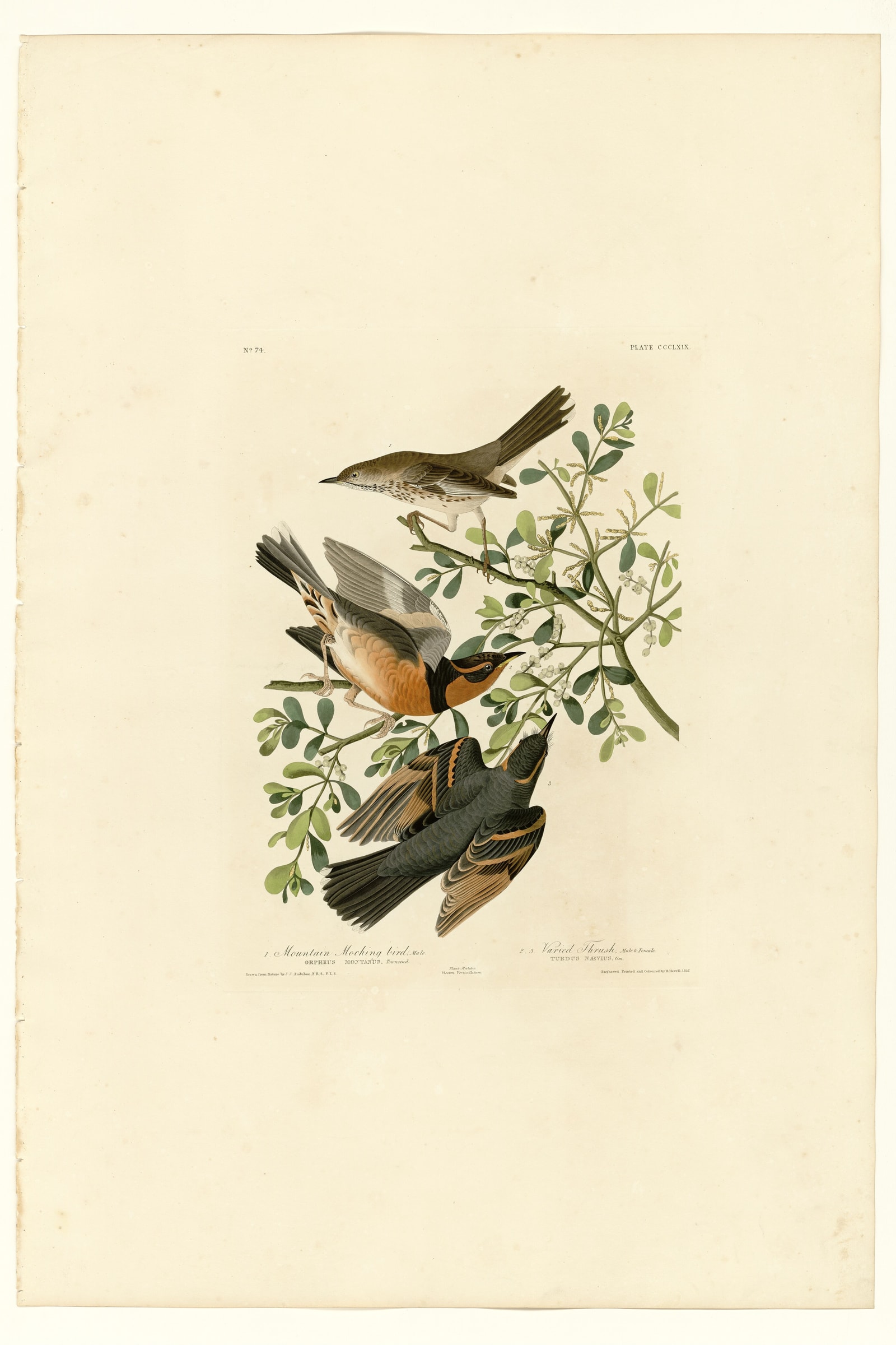 I. Mountain Mocking bird - 2. Varied Thrush