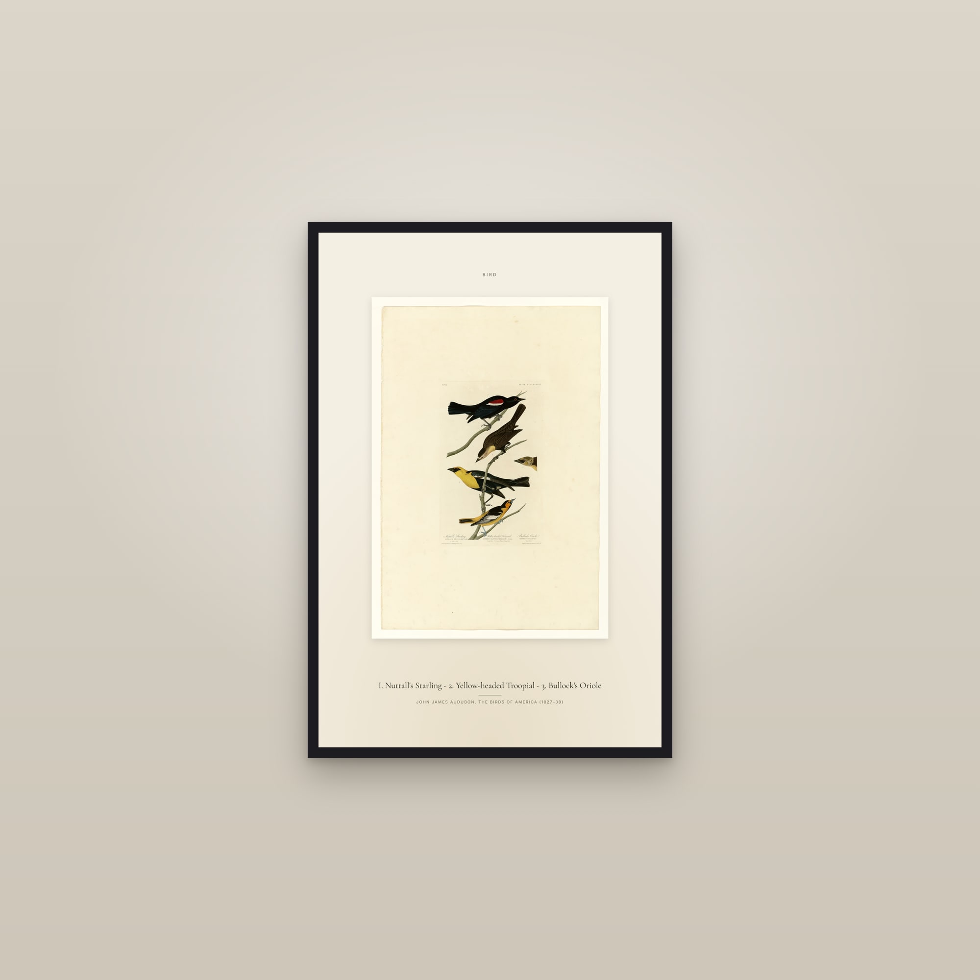 I. Nuttall's Starling - 2. Yellow-headed Troopial - 3. Bullock's Oriole — Specimen — framed in a gallery setting