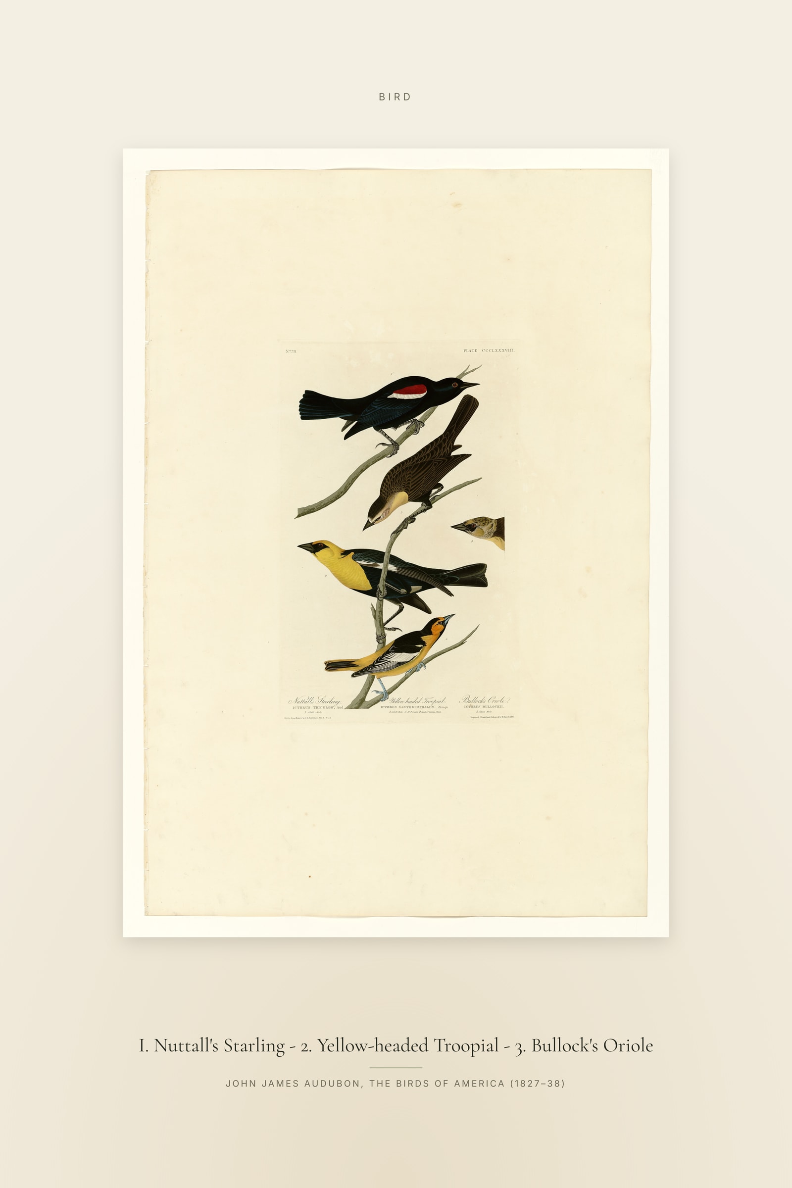 I. Nuttall's Starling - 2. Yellow-headed Troopial - 3. Bullock's Oriole — Specimen